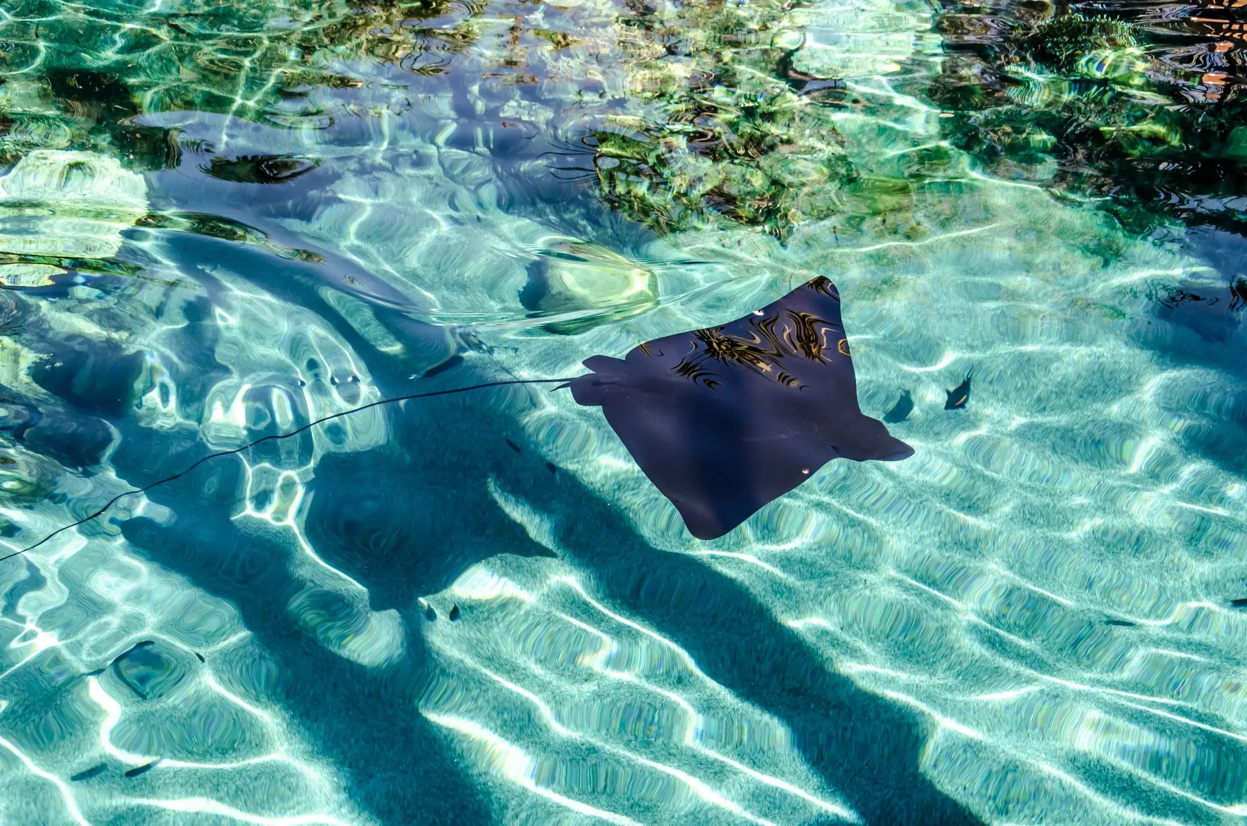 Stingray City Antigua