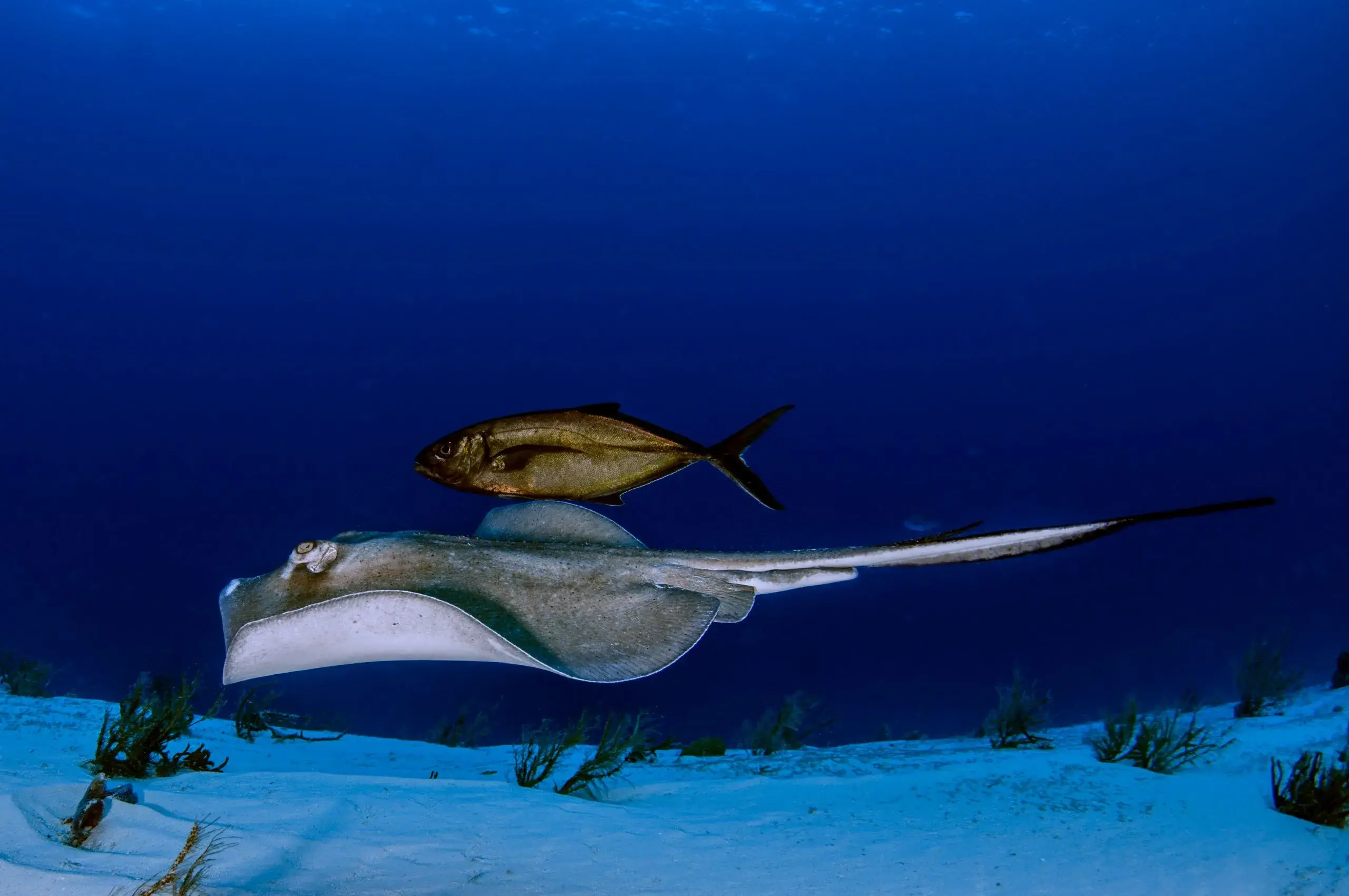 Catamaran & Stingray City