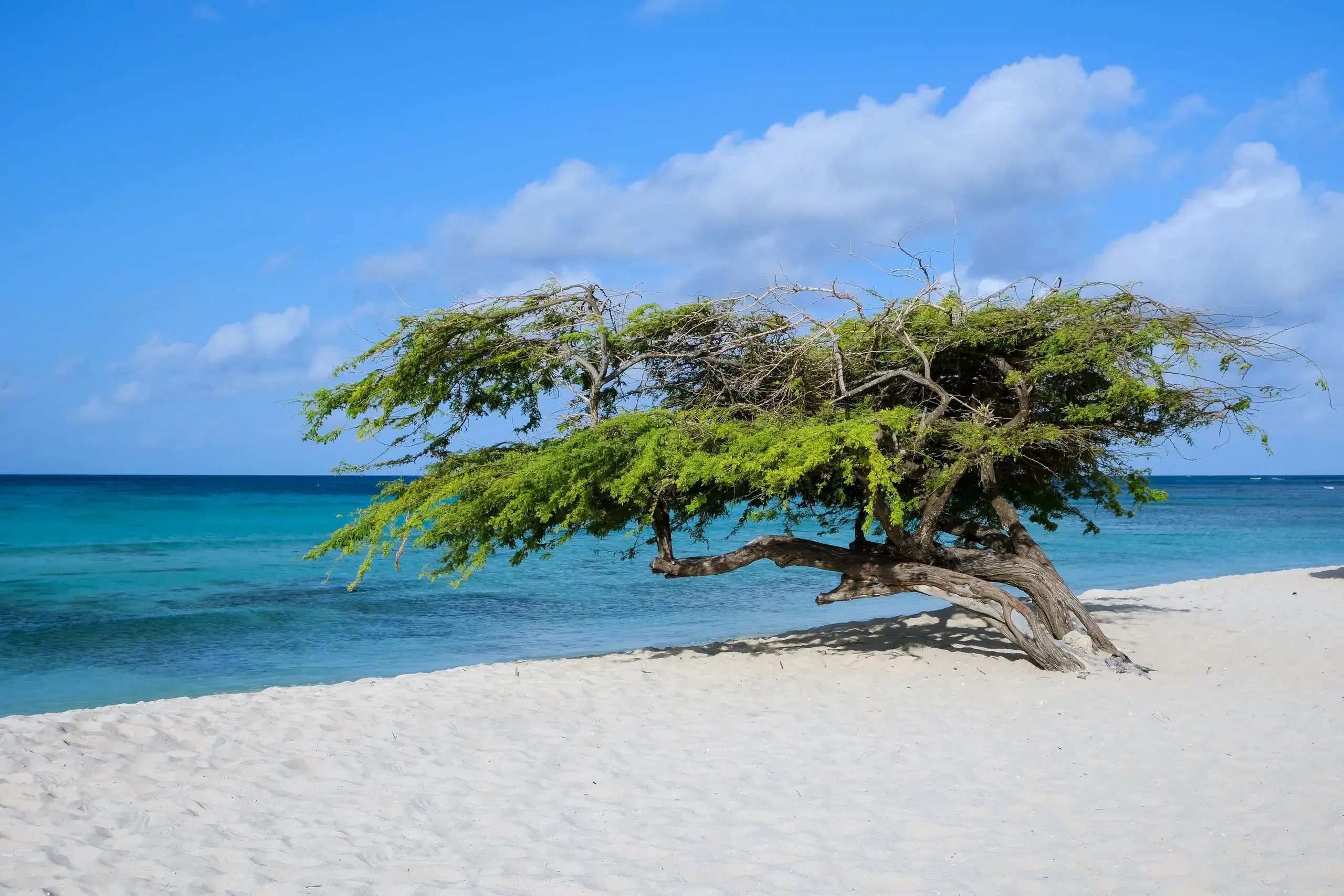 Eagle & Palm Beaches