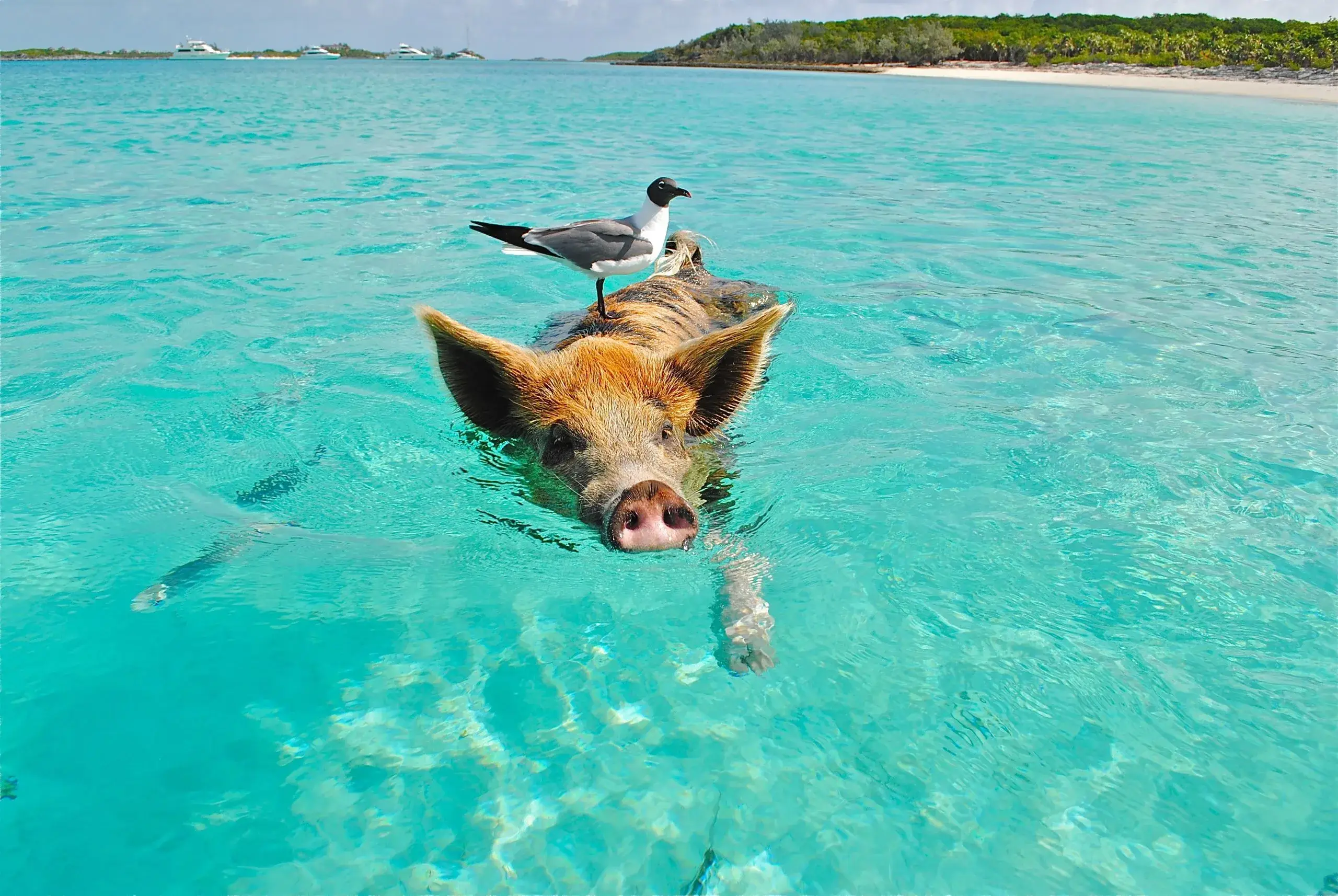 Swimming Pigs at Big Major Cay