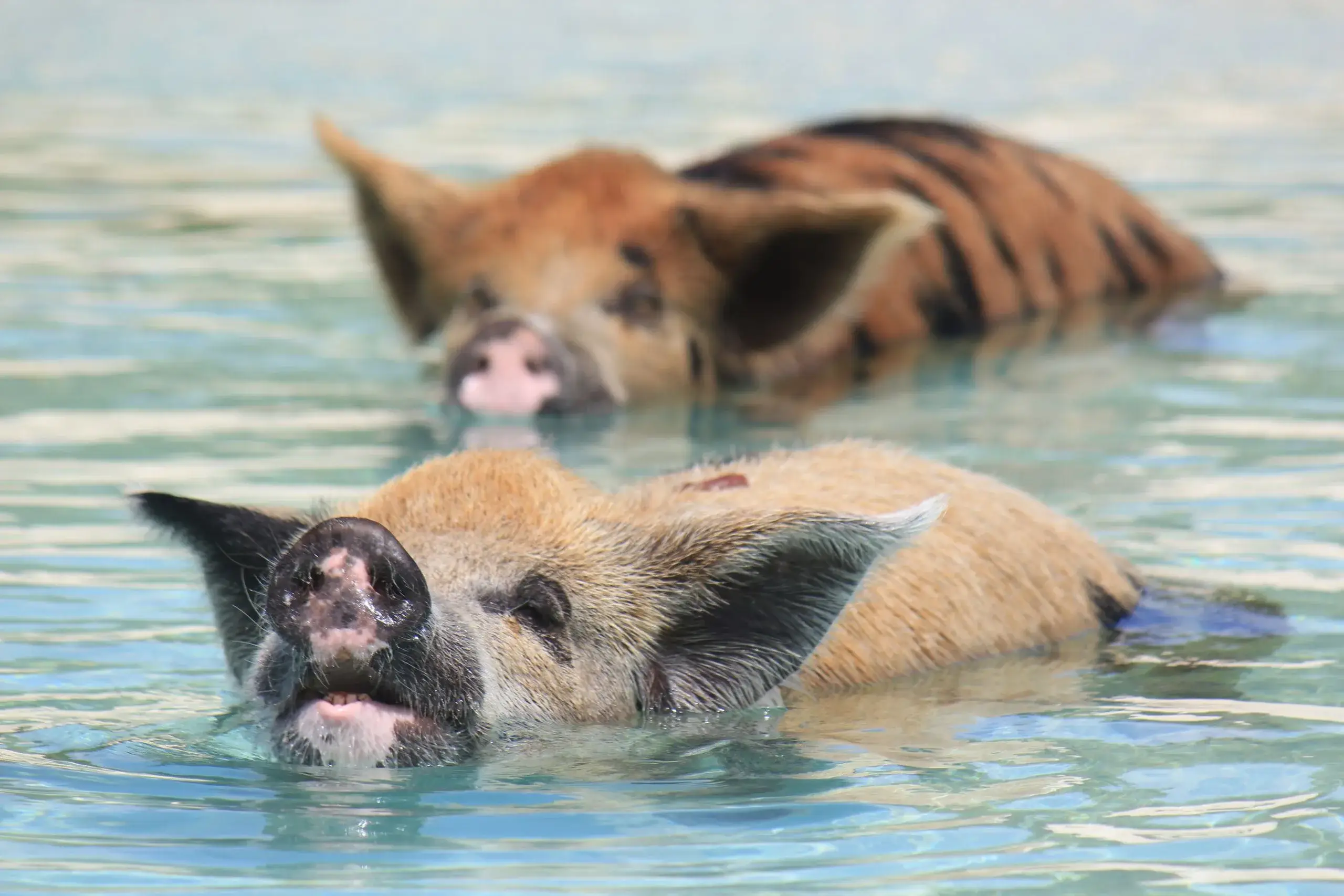 Exuma Cays Boat Safari & Swimming Pigs