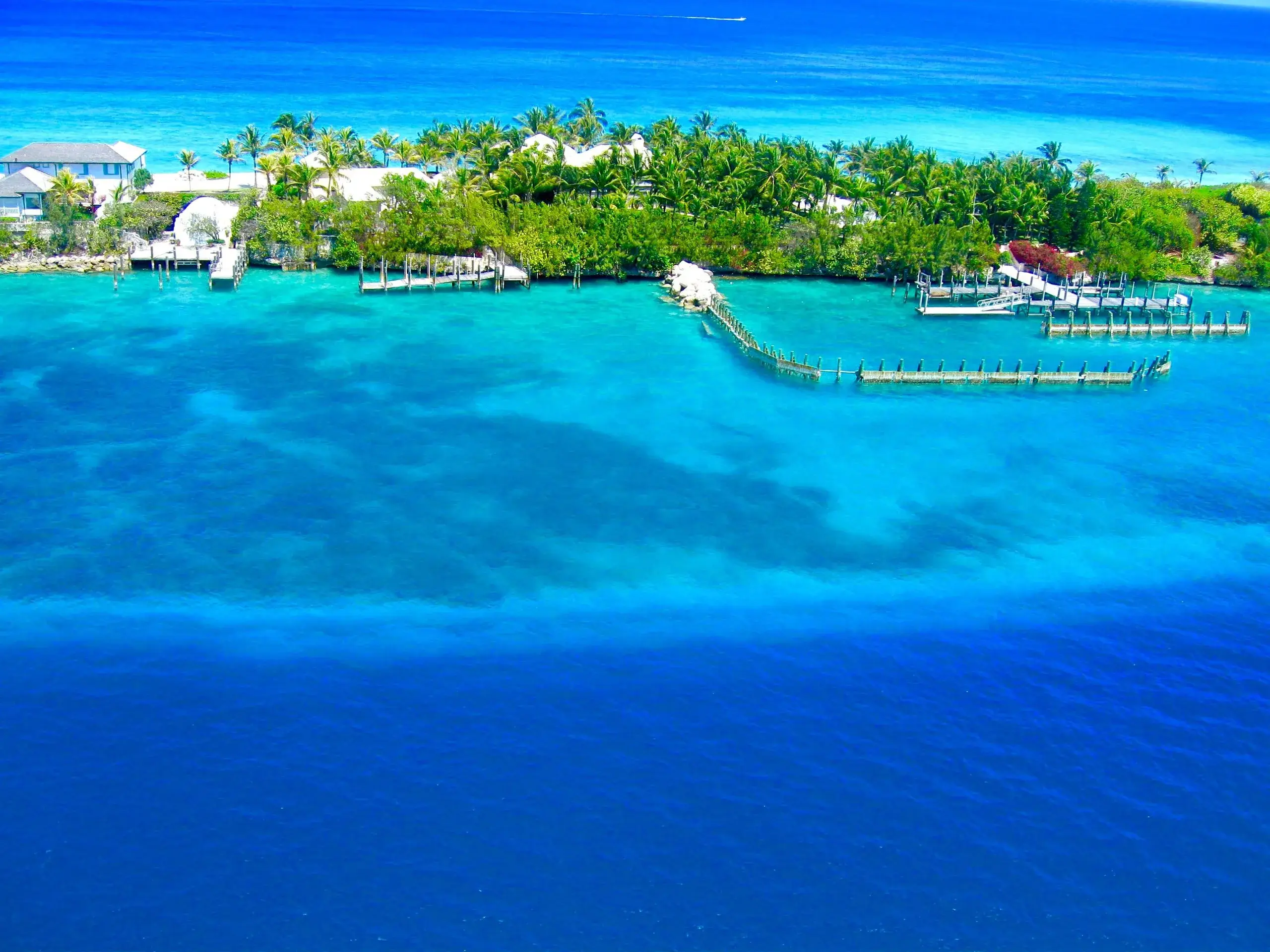 Cochons nageurs d'Exuma