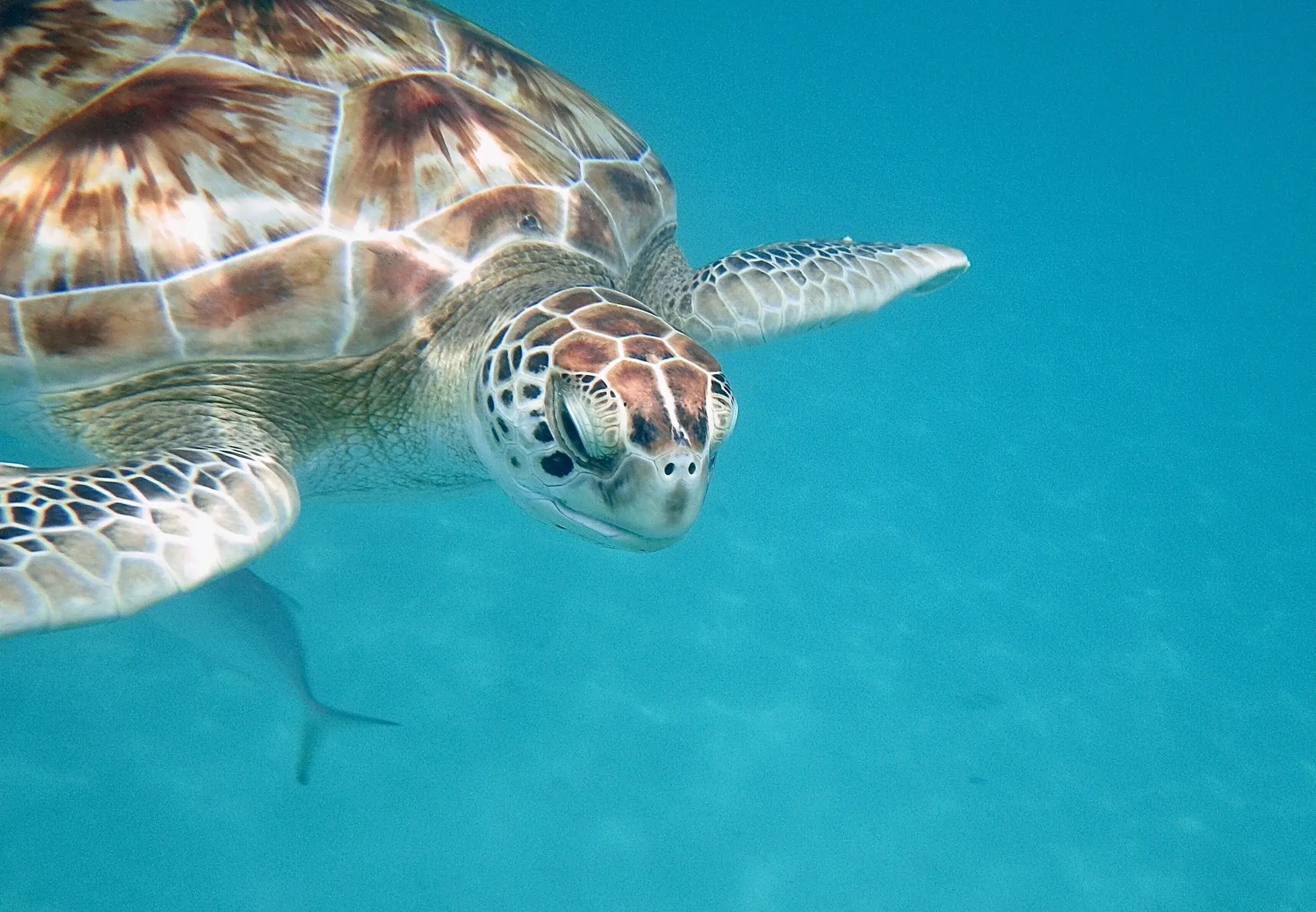 Nagez avec les tortues de mer et explorez les épaves