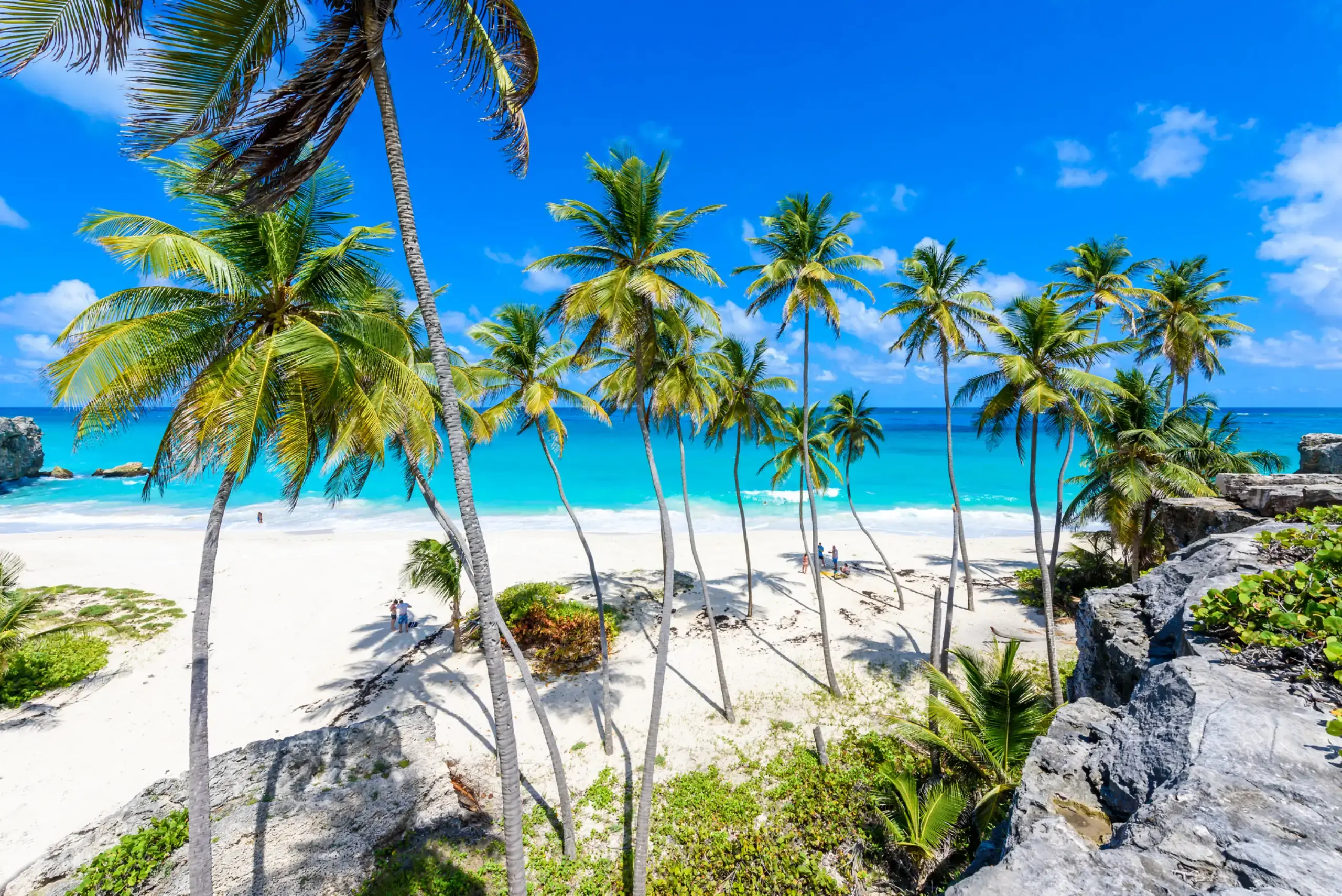 A lone palm on a grassy bluff above the turquoise sea in Barbados