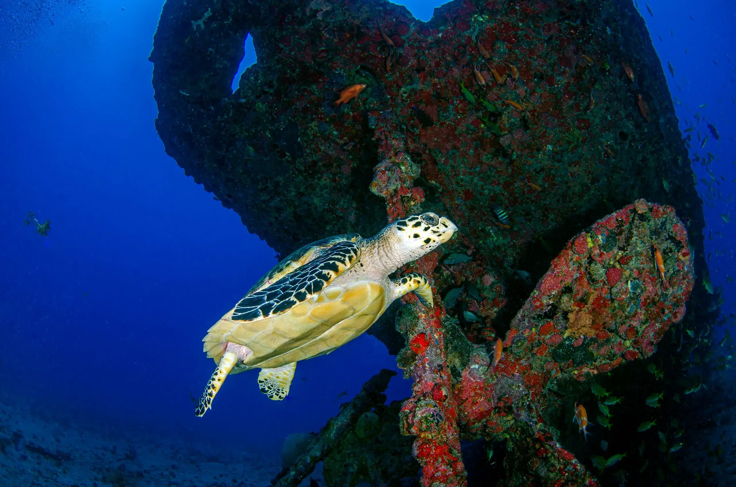 Swim with Turtles & Shipwrecks
