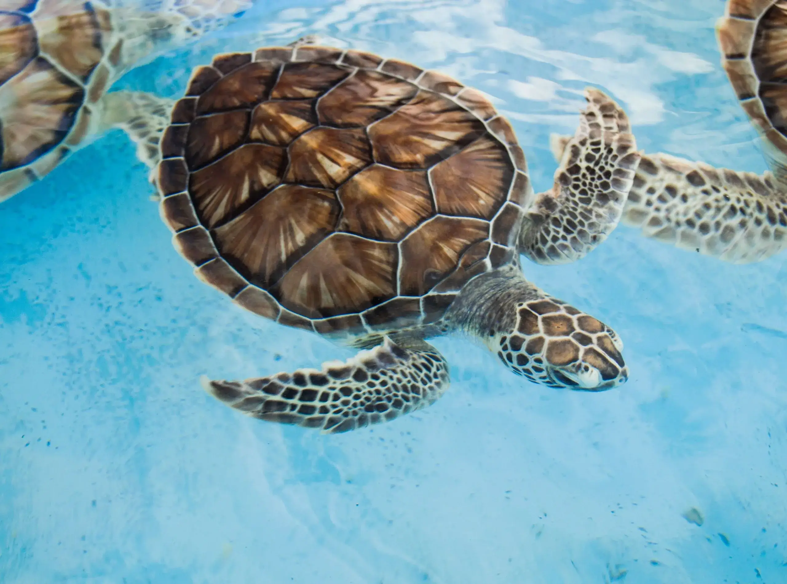 Turtle & Shipwreck Snorkel Cruise