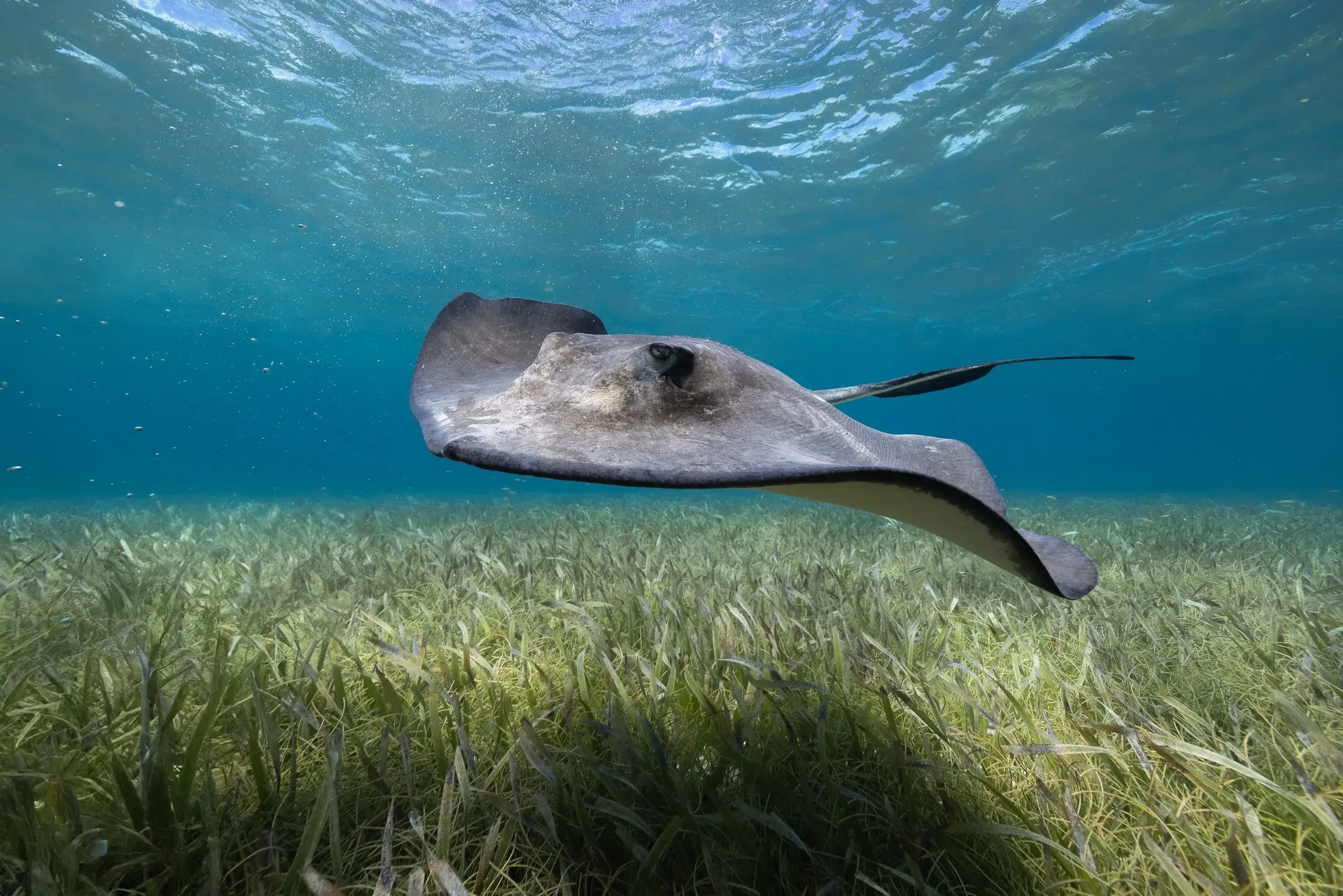 Belize Barrier Reef Snorkel