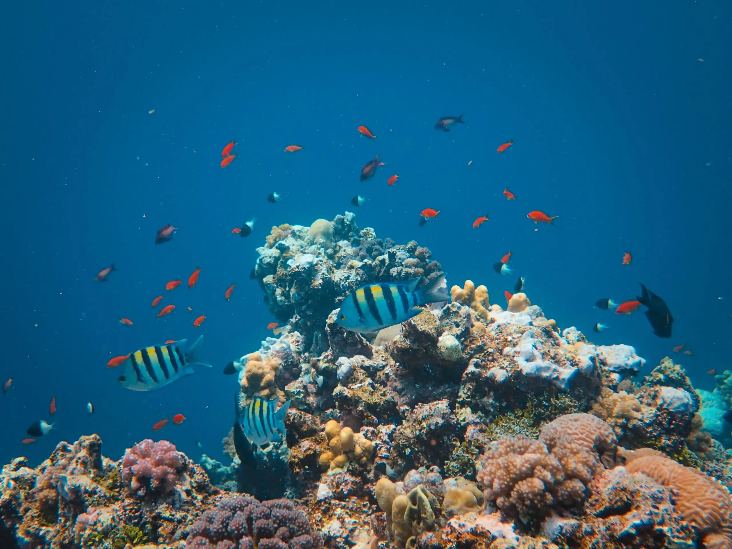 Belize Barrier Reef Snorkel & Dive
