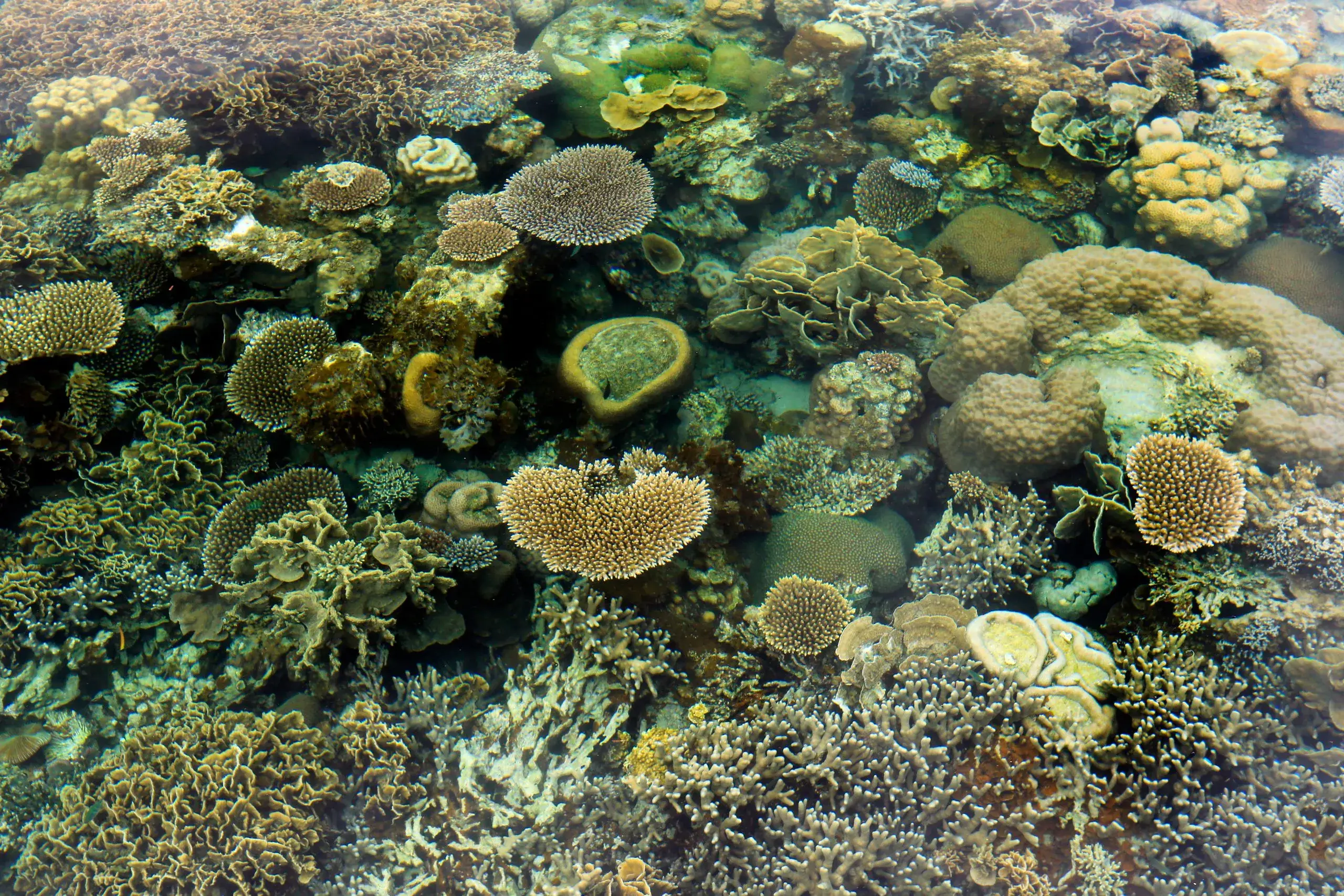 Barrier Reef Snorkel at South Water Caye