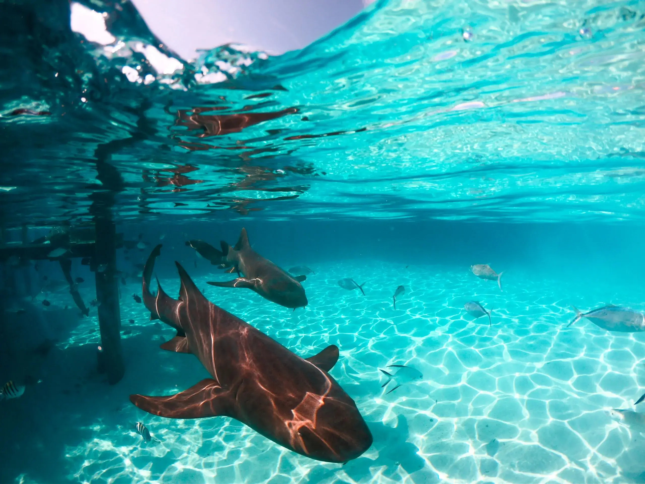 Hol Chan & Shark Ray Alley Snorkel