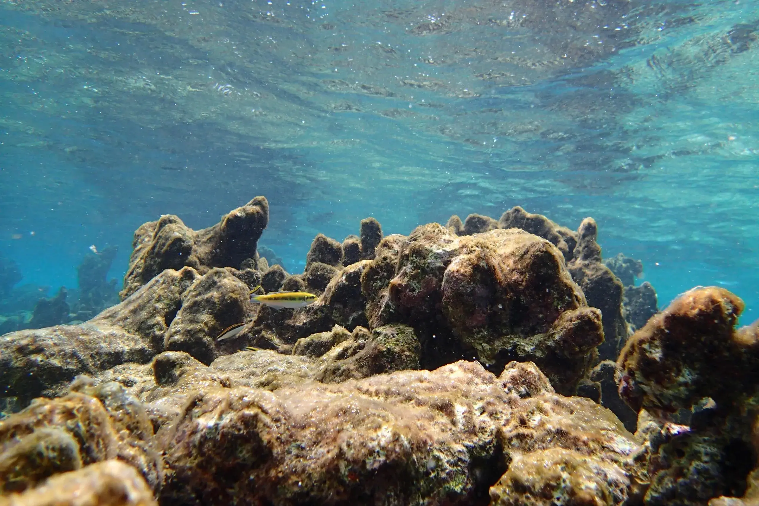 Klein Bonaire Snorkel & Beach Day