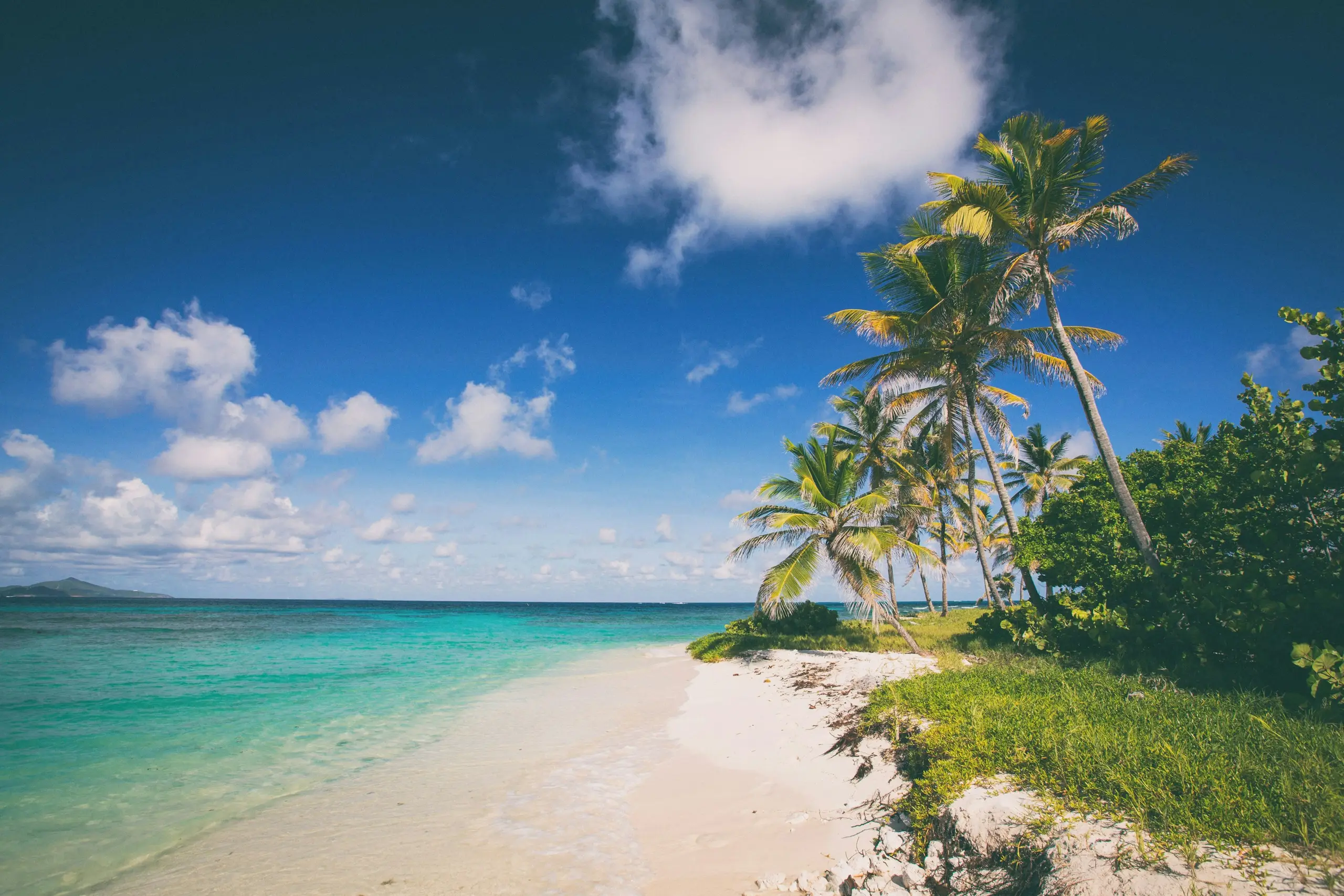 Palms leaning over a white-sand beach and turquoise shallows in the Caribbean