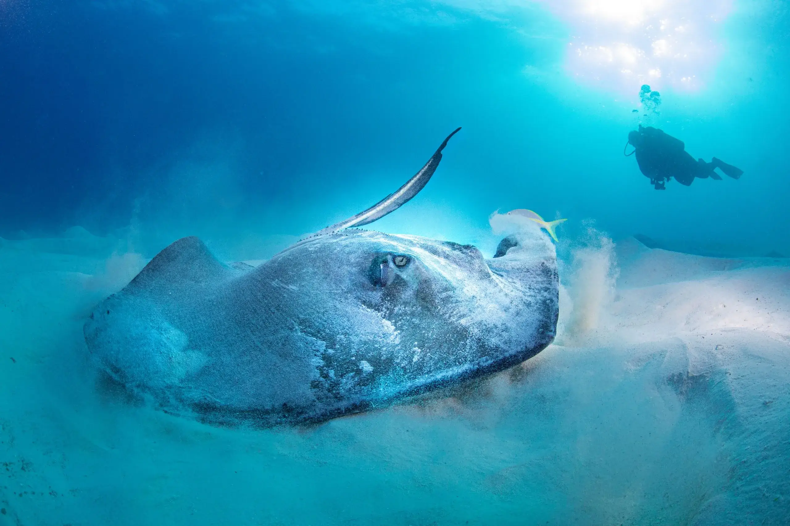 Stingray City & Coral Gardens Snorkel