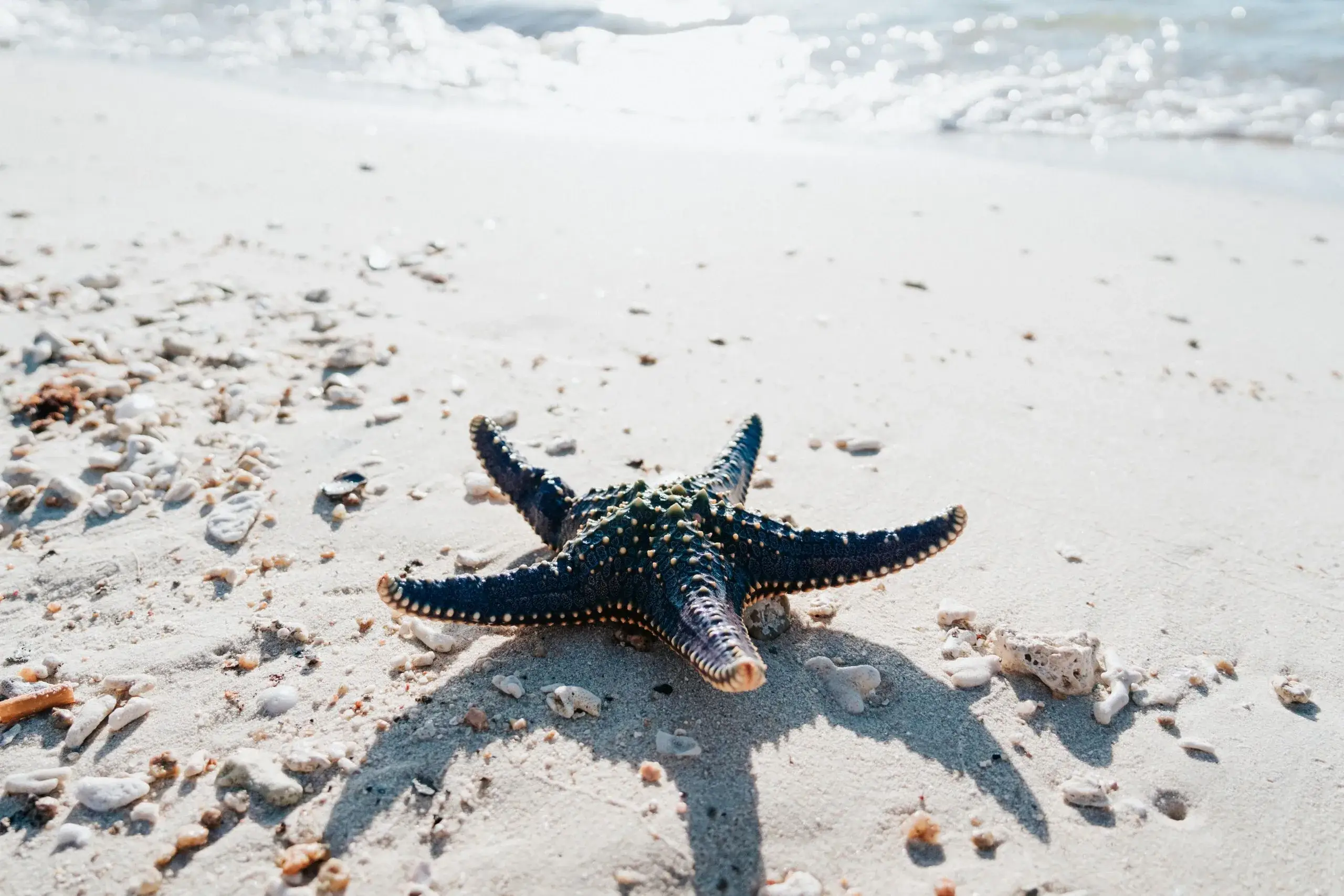 Rum Point & Starfish Point