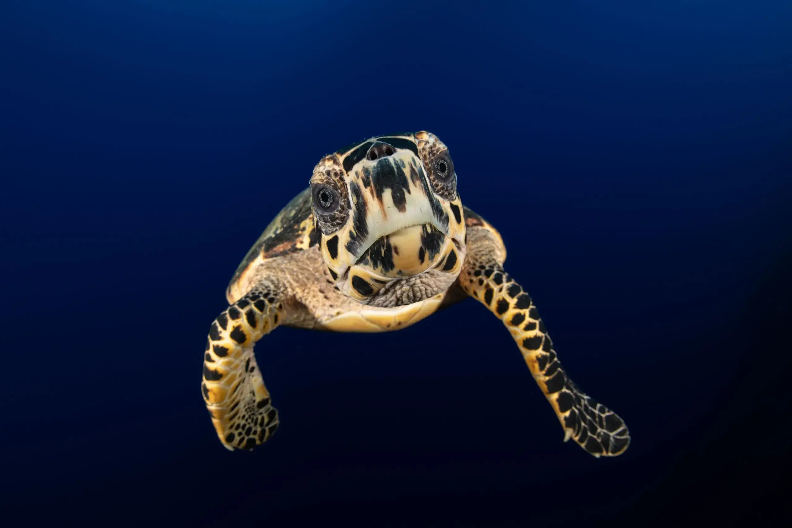Cayman Turtle Centre & Hell