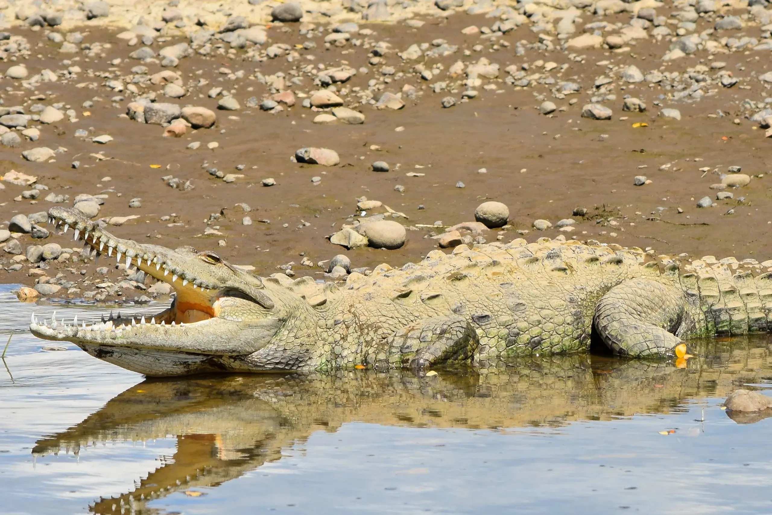 Tárcoles River Crocodile & Carara Birding