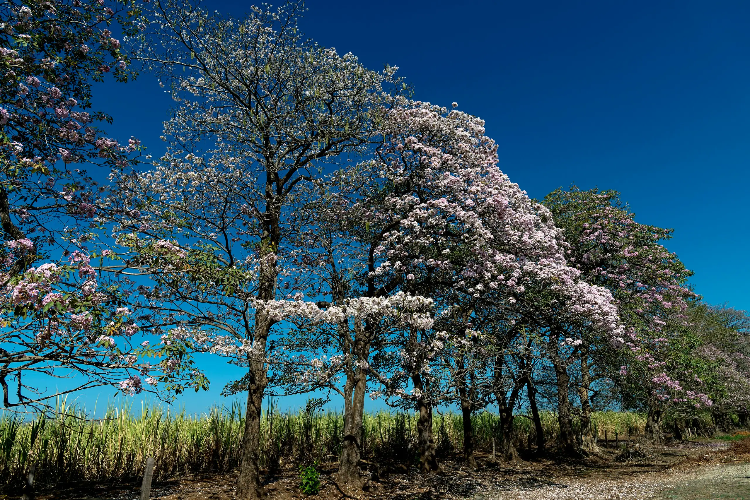 Pink and white blossoming trees beside a sugarcane field under a deep blue sky near Liberia, Costa Rica
