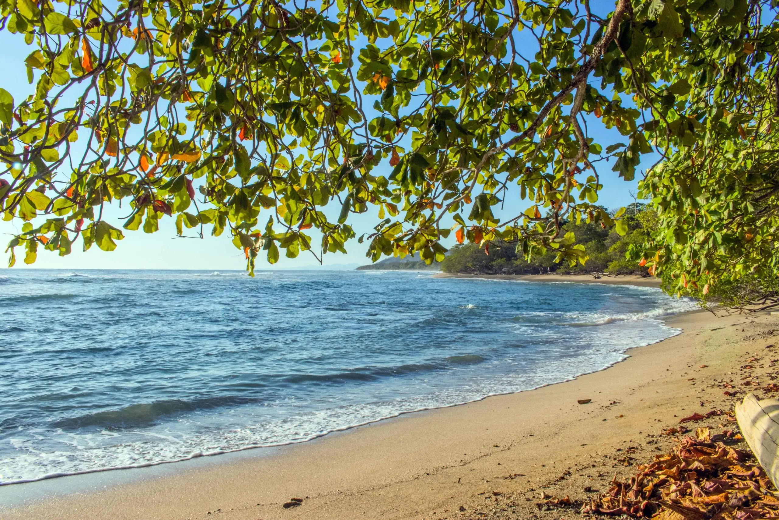 Quiet sandy beach framed by leafy branches at Playa Tambor