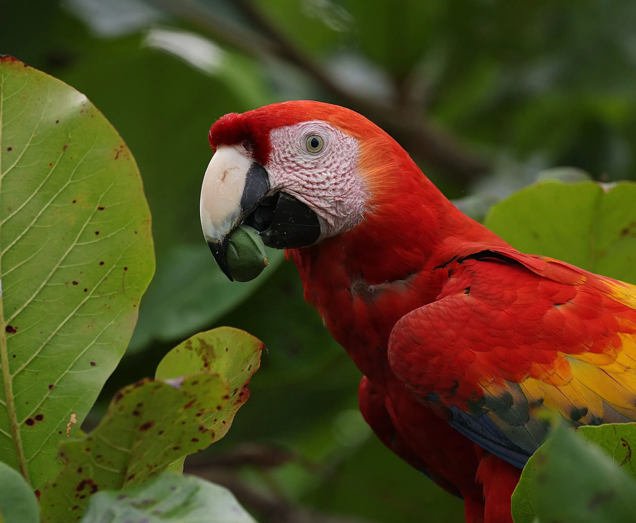 Tárcoles River & Carara Macaw Safari