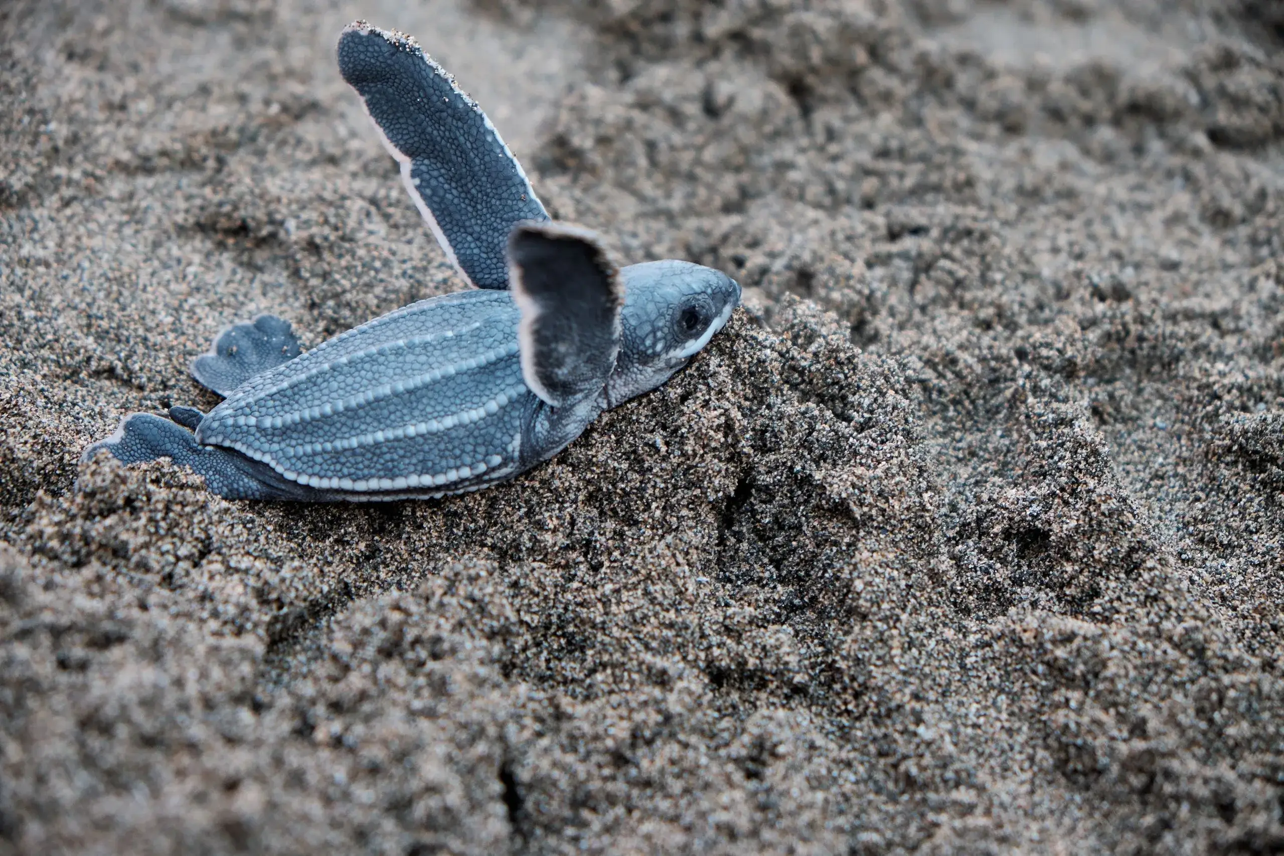 Leatherback Turtles at Playa Grande