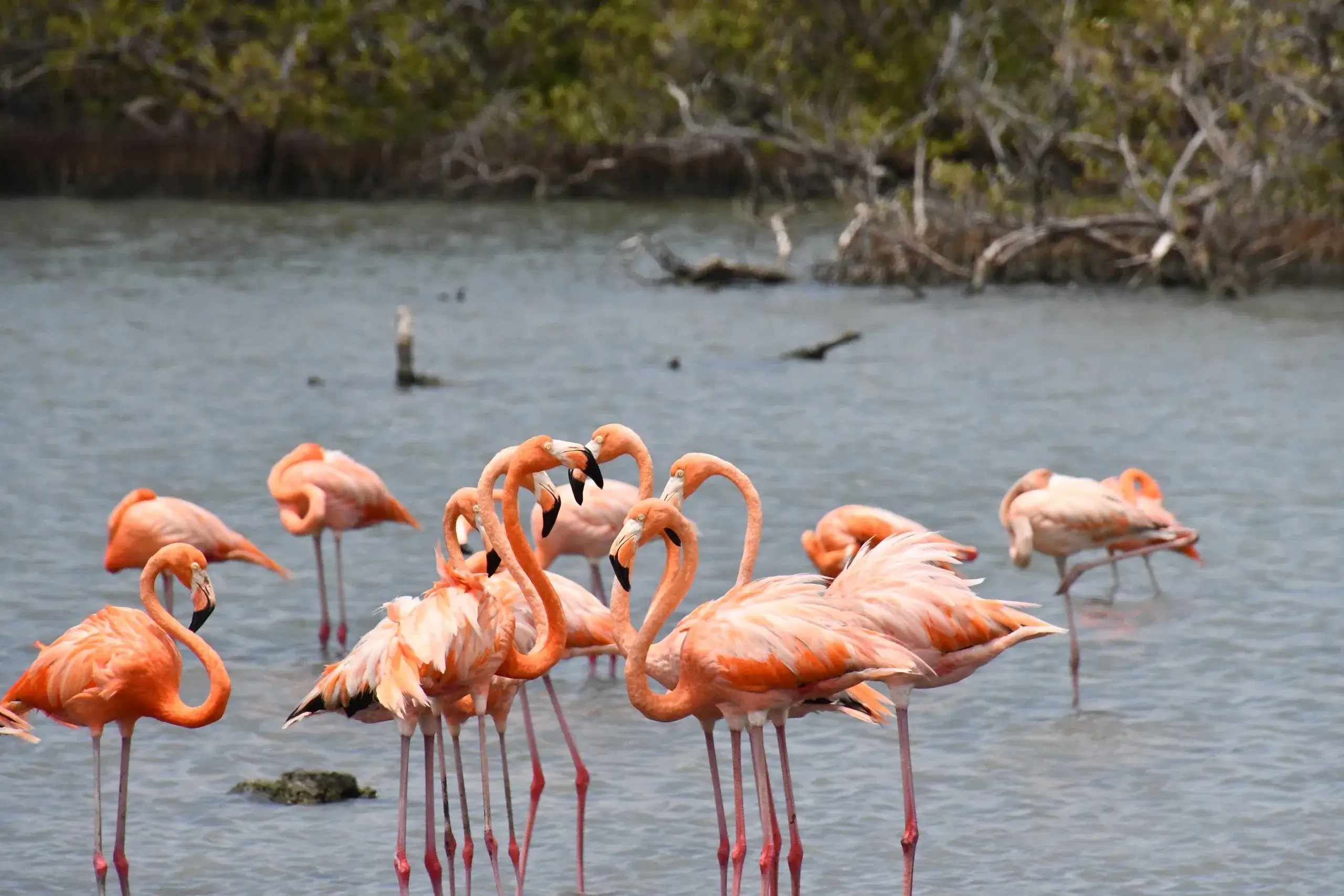 Flamingos of the Pedraplén