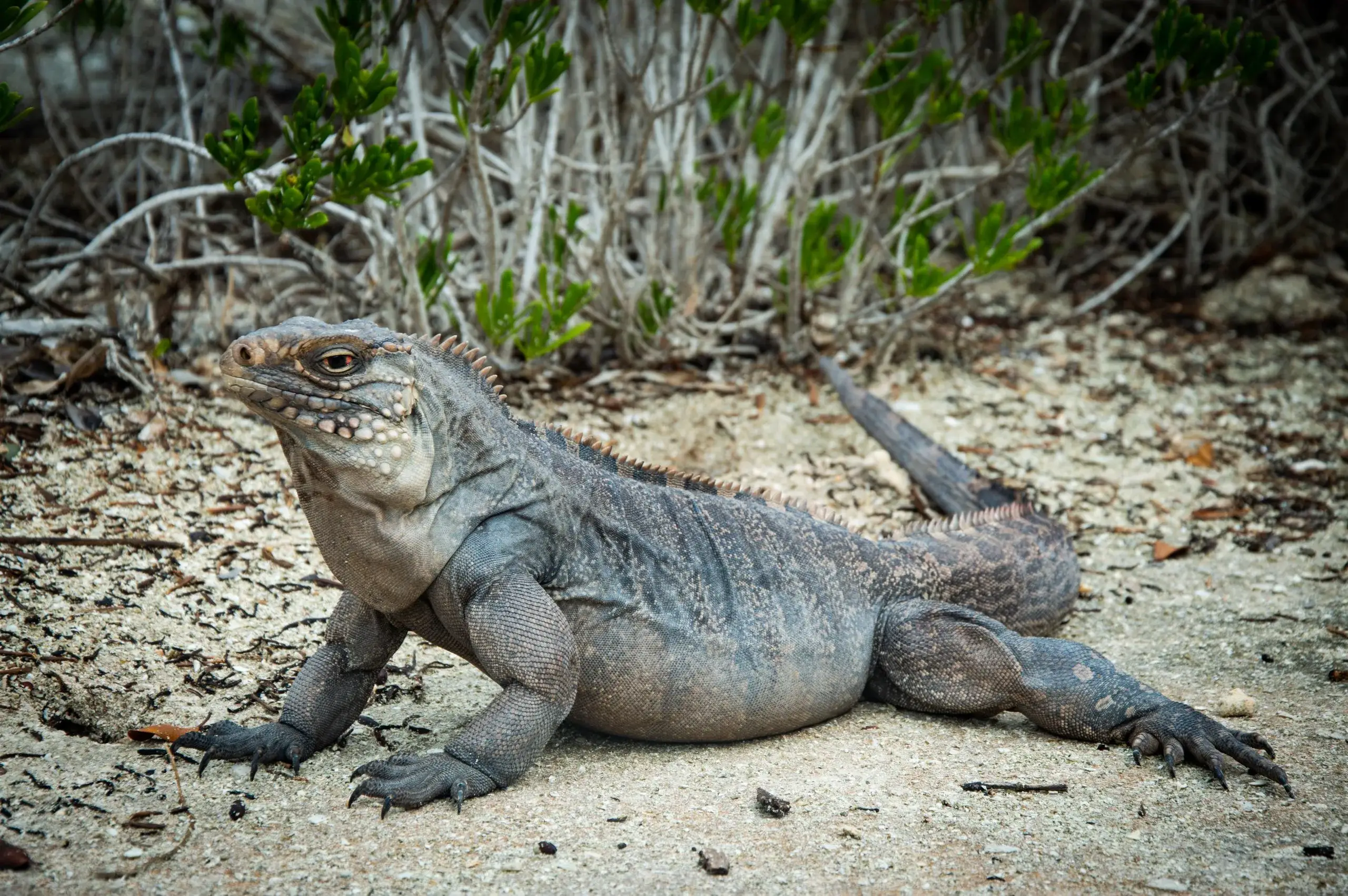 Cayo Iguana by Boat