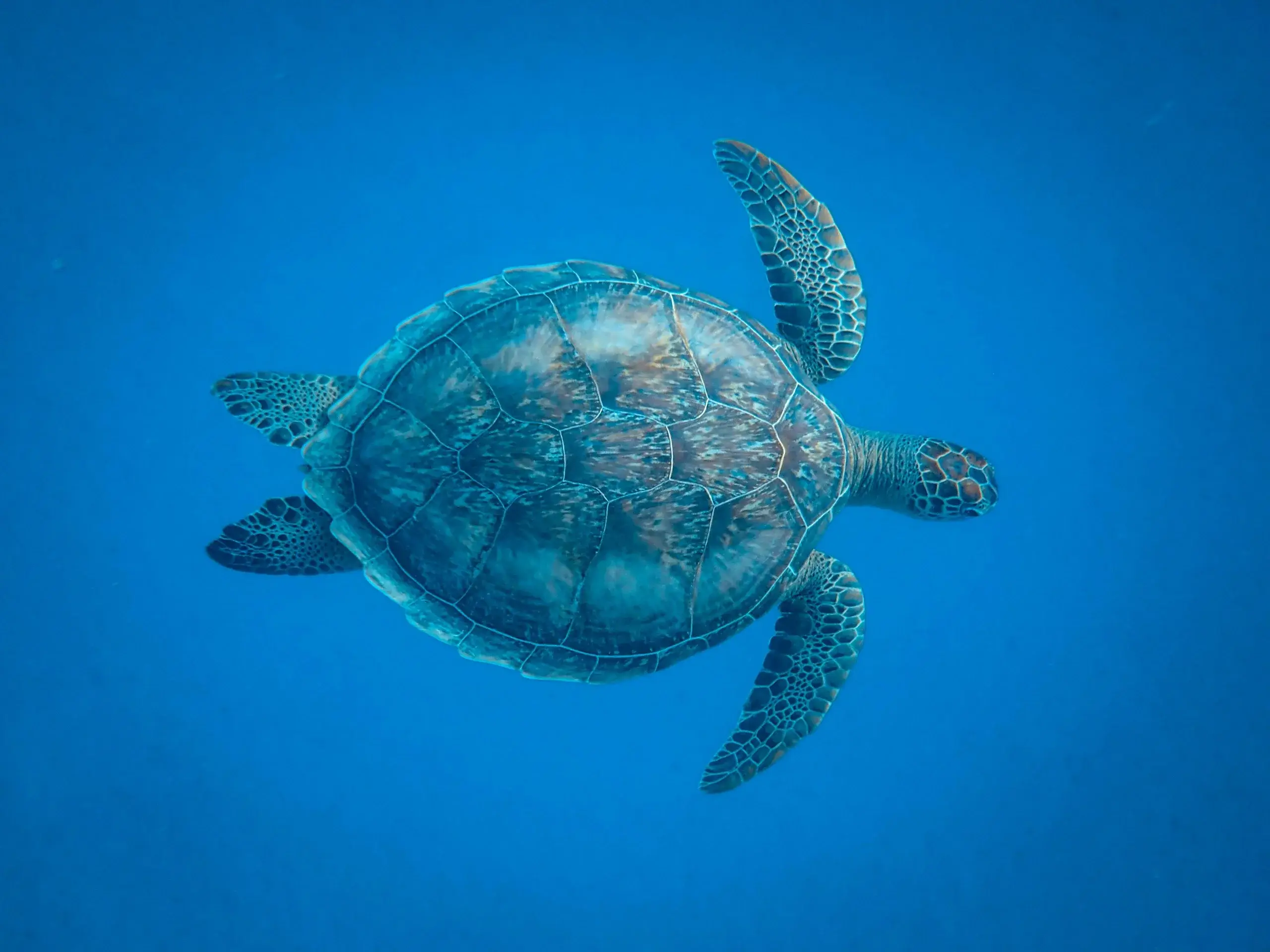 Turtle Rescue Centre at Combinada