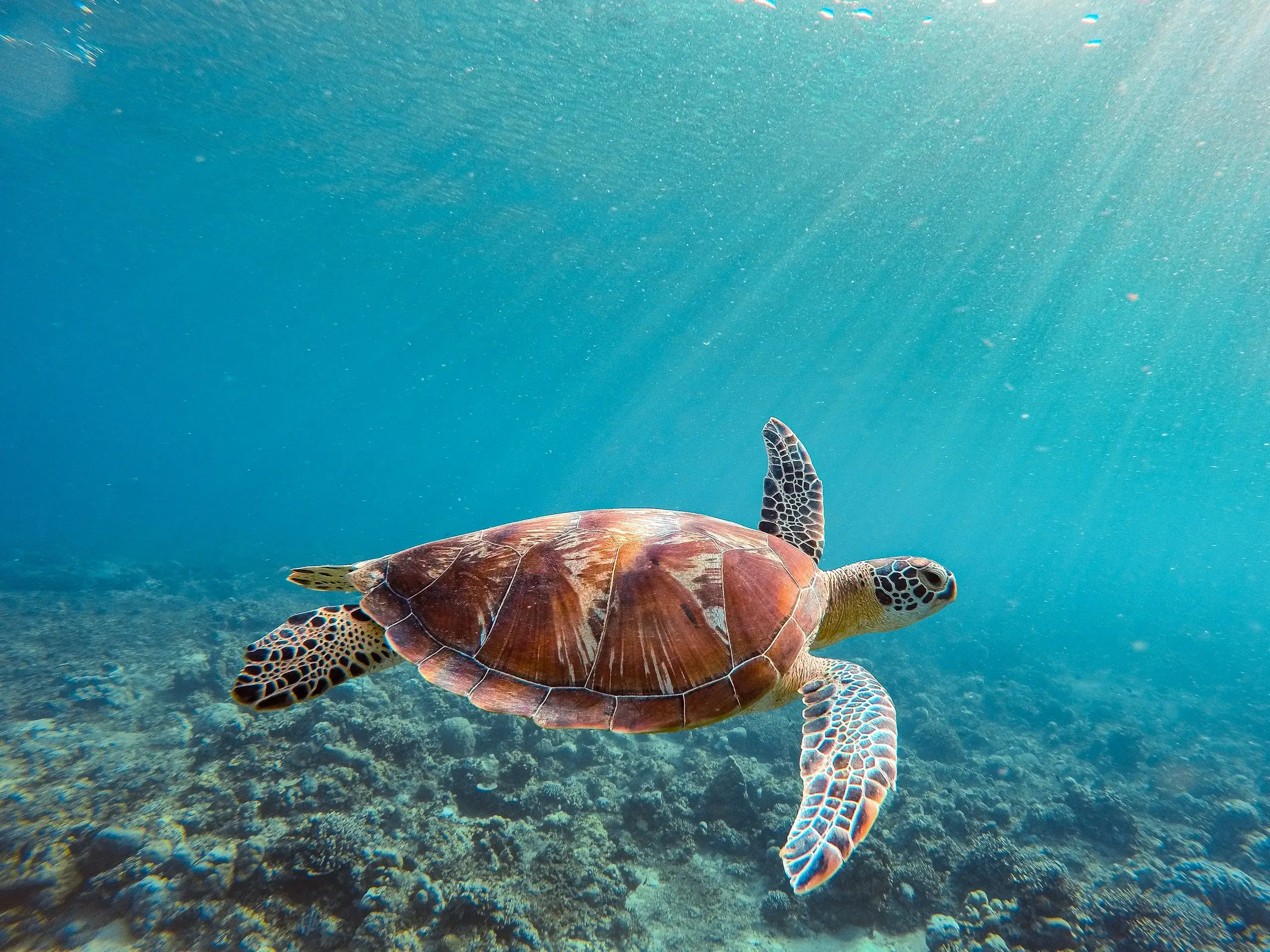 Sea Turtle Rescue Centre