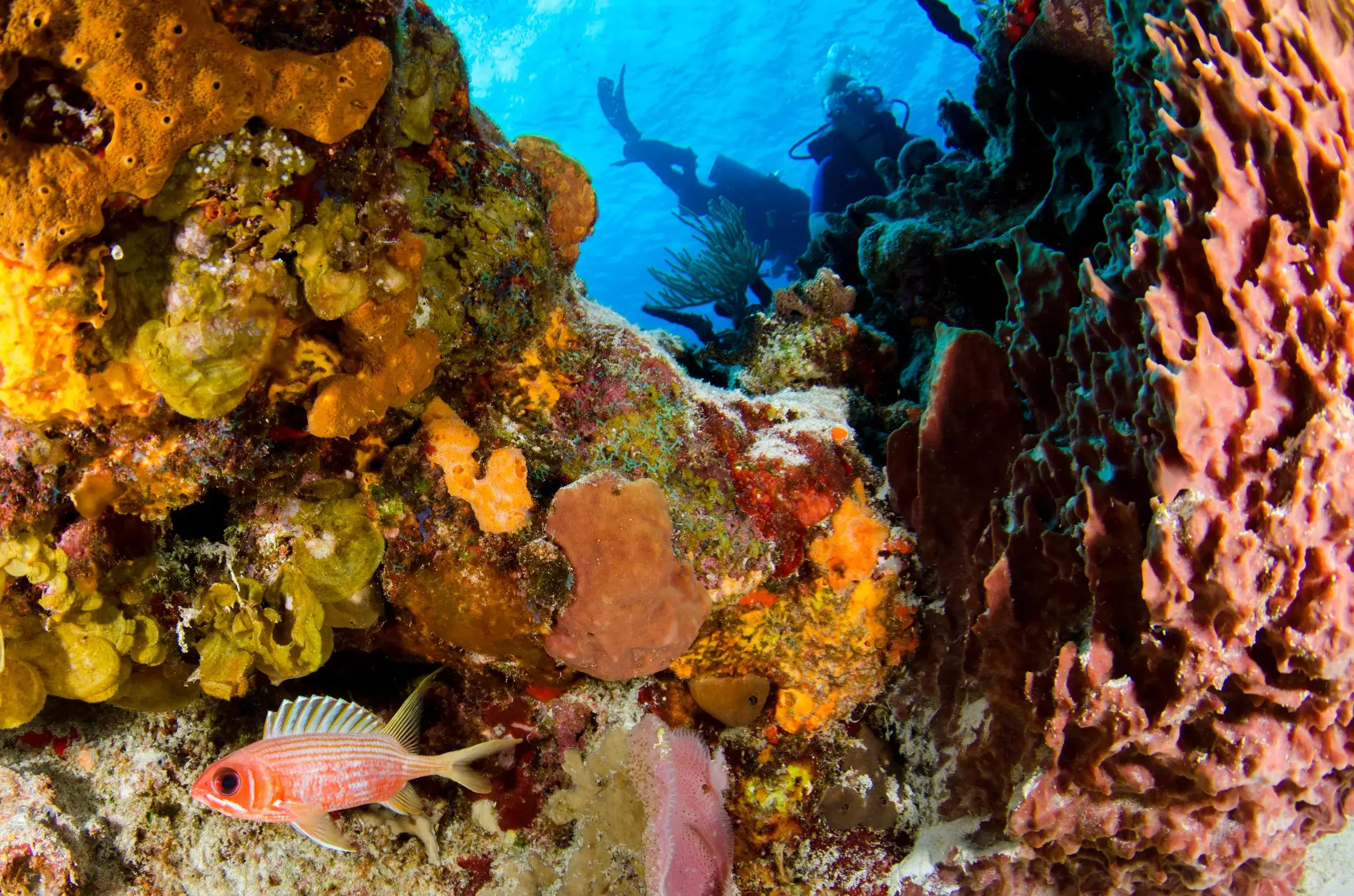 Coral Reef Dive & Snorkel