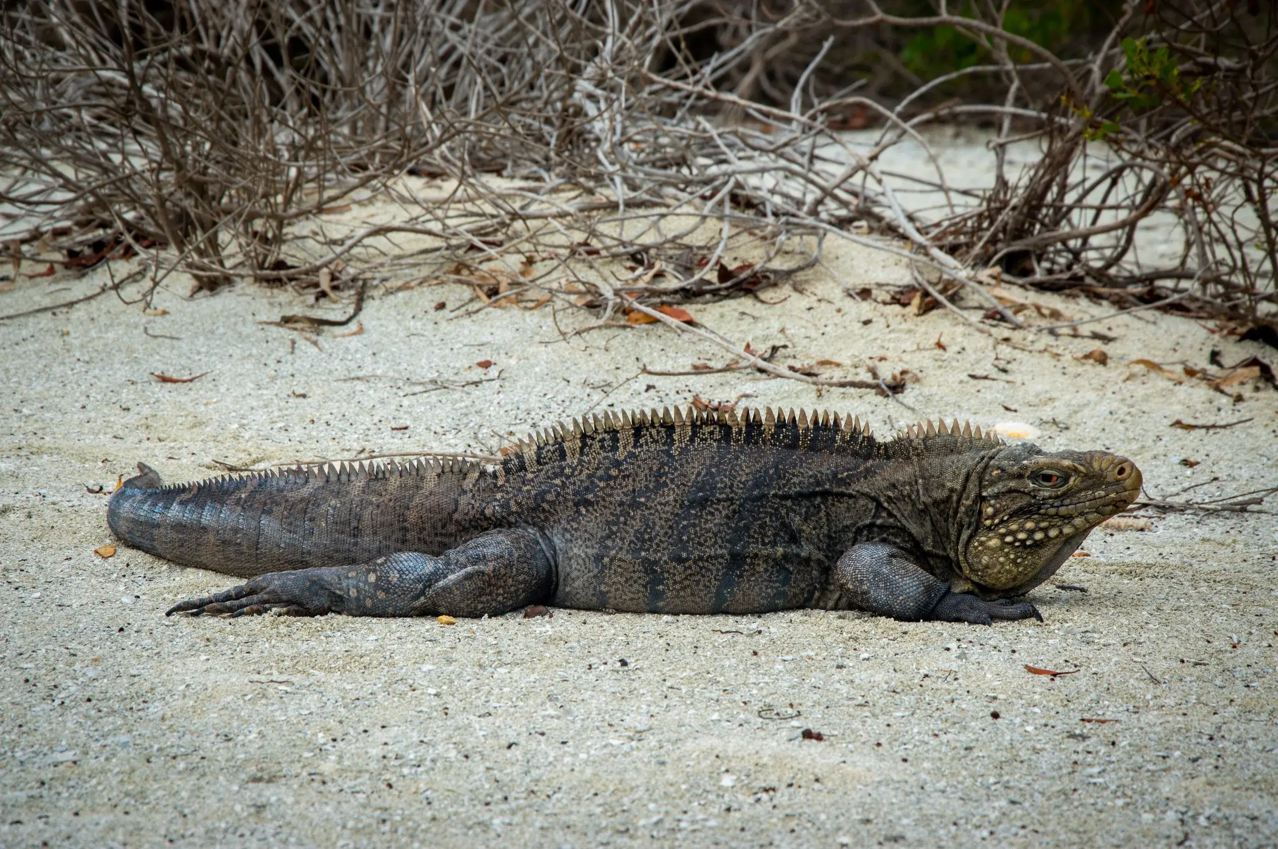 Cayo Iguana Boat Trip
