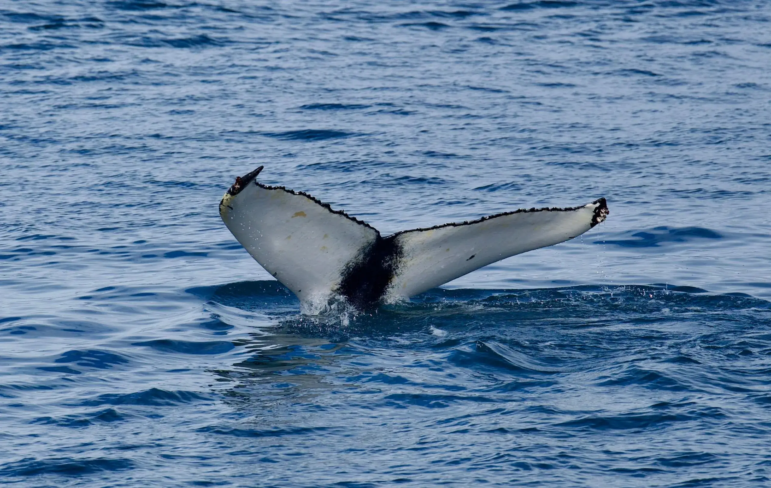 Safari d'observation des baleines