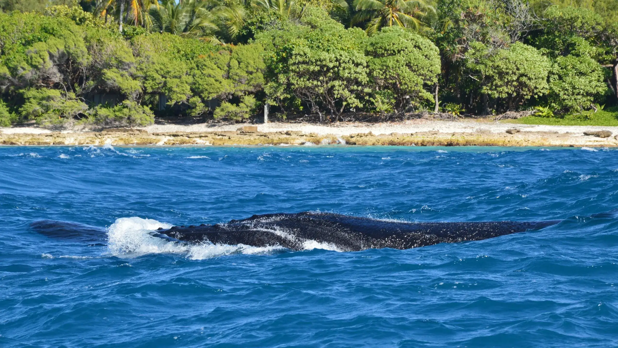Observation des baleines à bosse