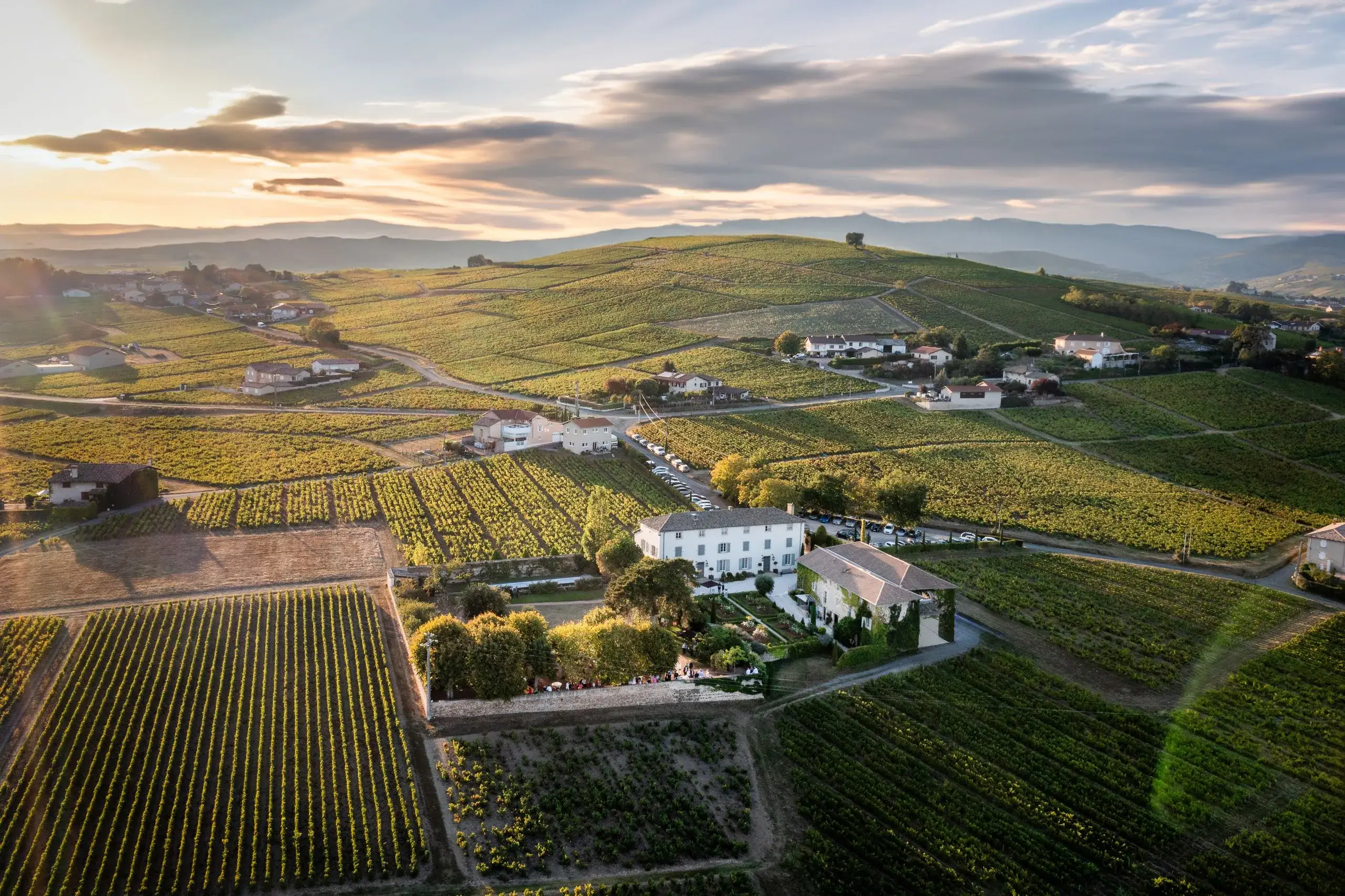 Beaujolais Vineyard Tour & Tasting
