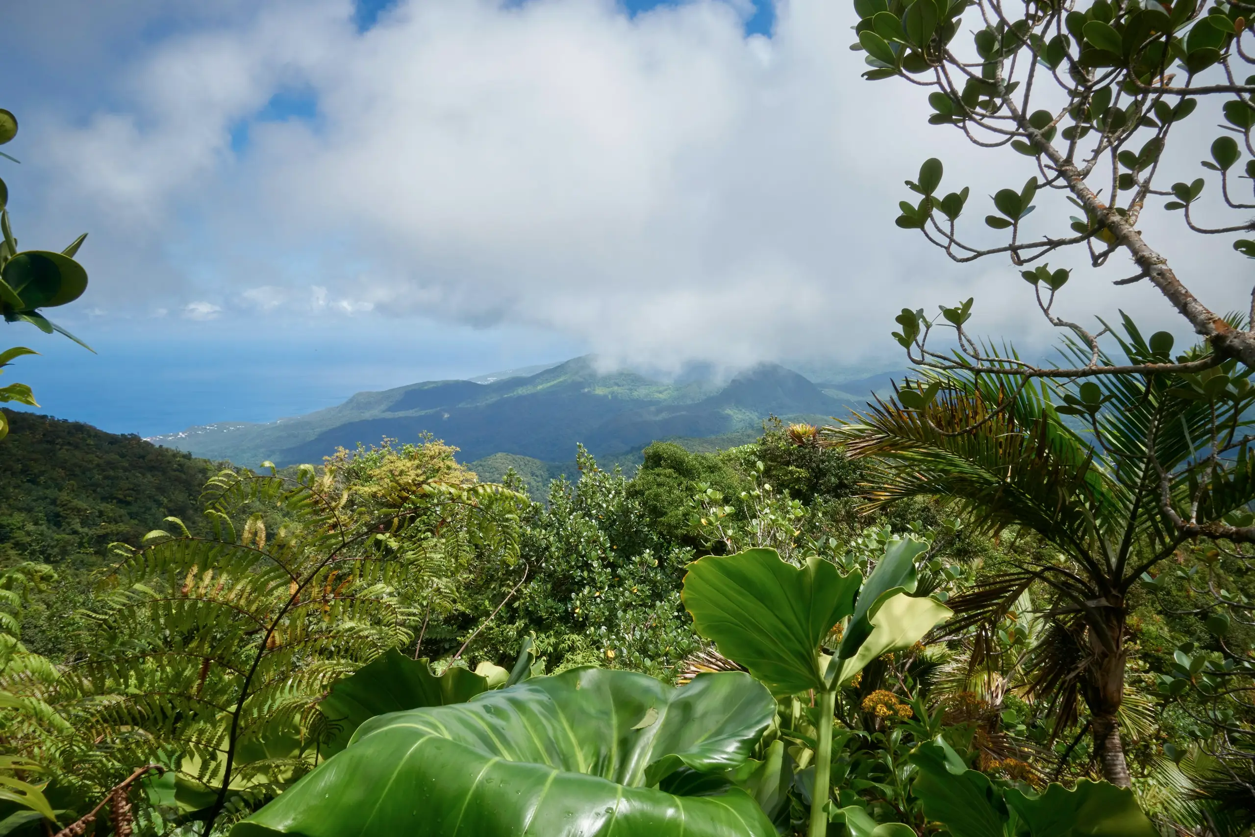 Lush rainforest ridges falling toward the sea under towering clouds, Guadeloupe