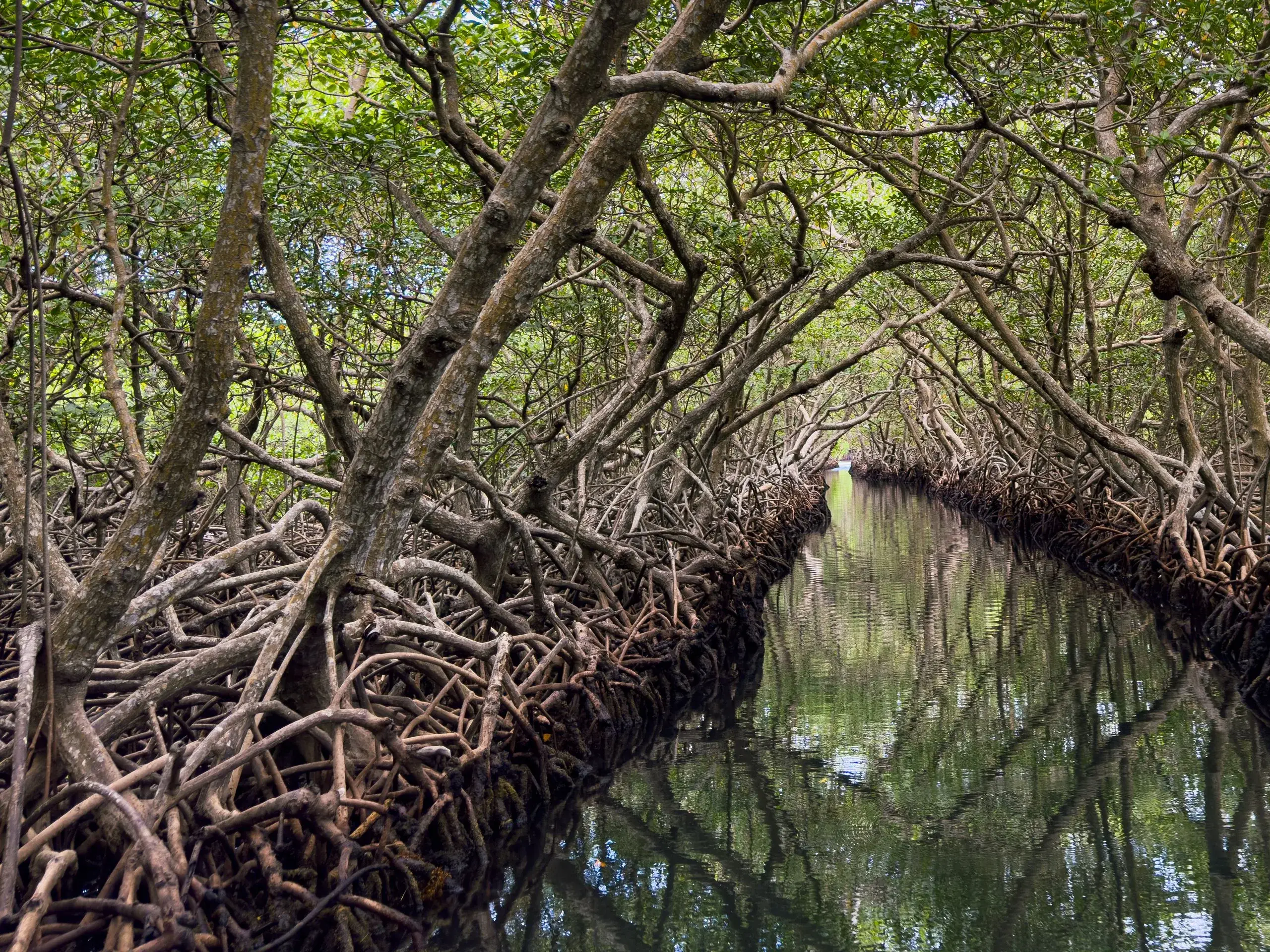 Mangrove Tunnel & Sloth Sanctuary