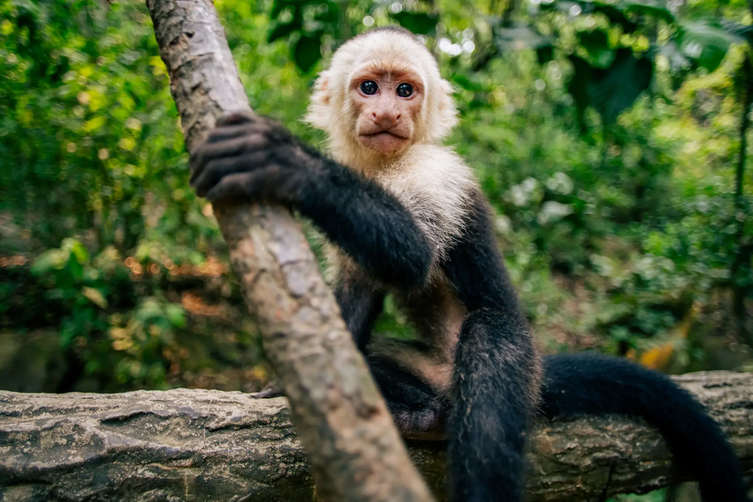 Gumbalimba Park & Monkeys
