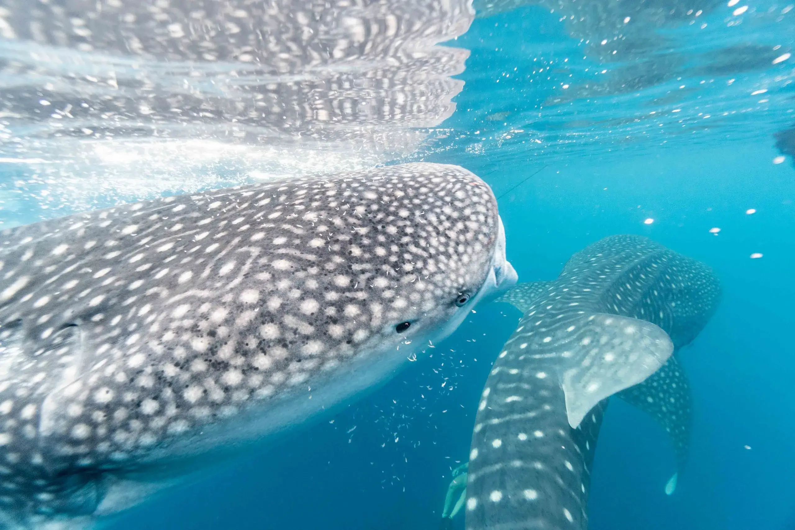 Whale Shark & Snorkel Safari