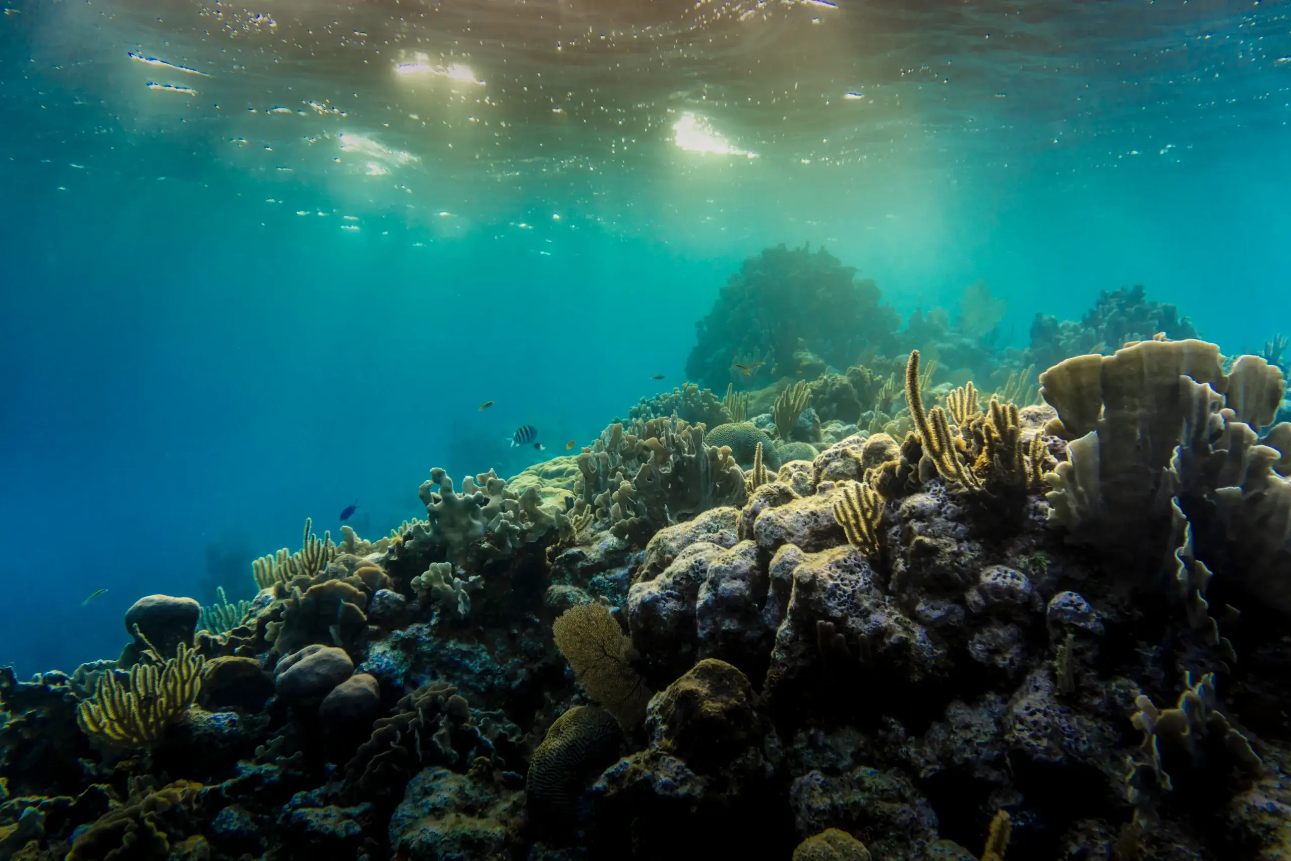 Dive the Mesoamerican Reef