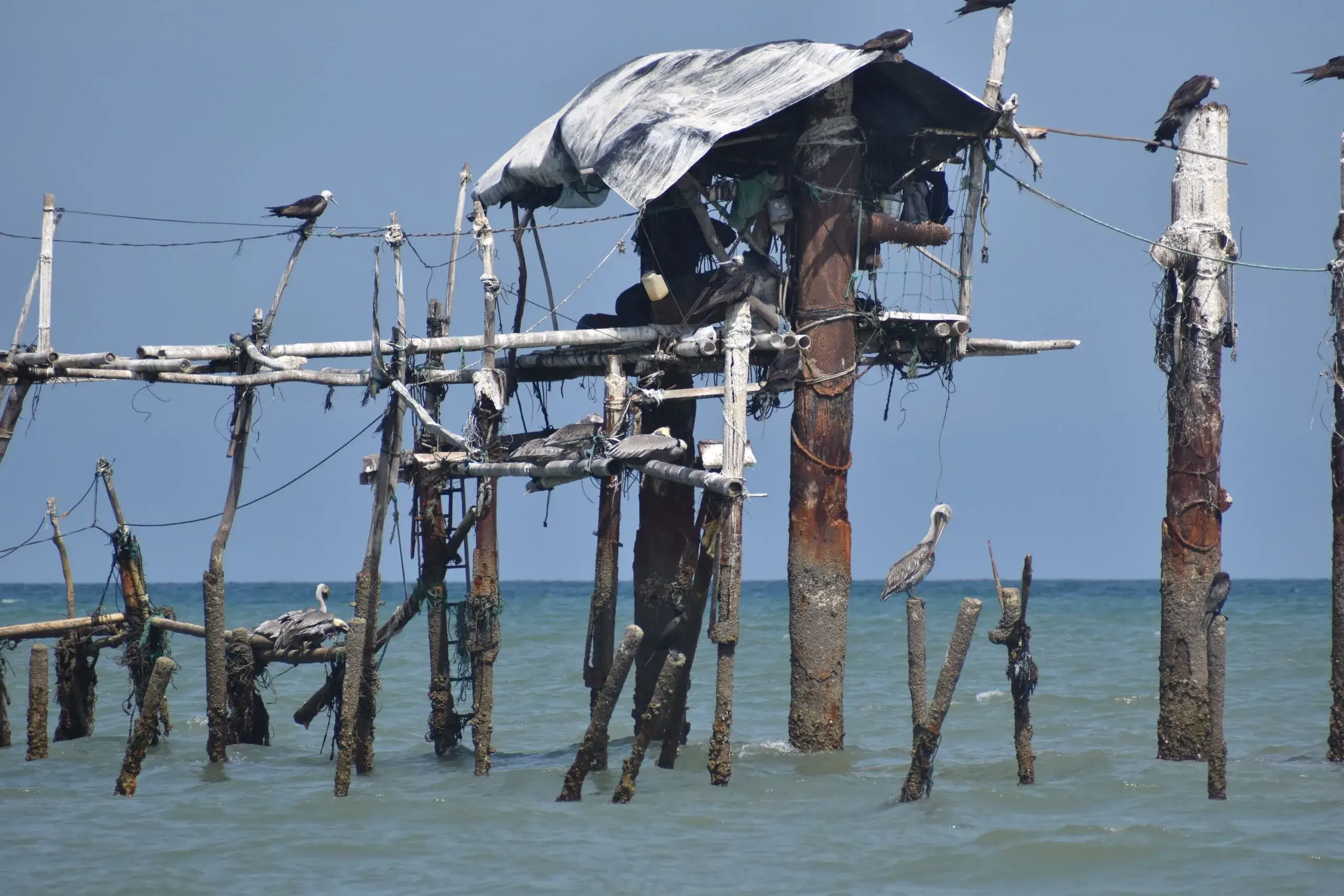 Floyd's Pelican Bar
