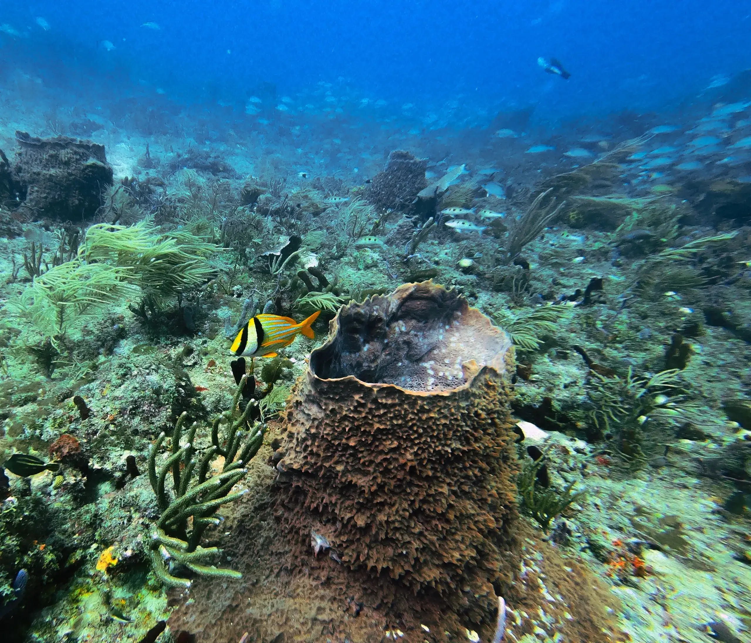 Reef & Bluefields Bay