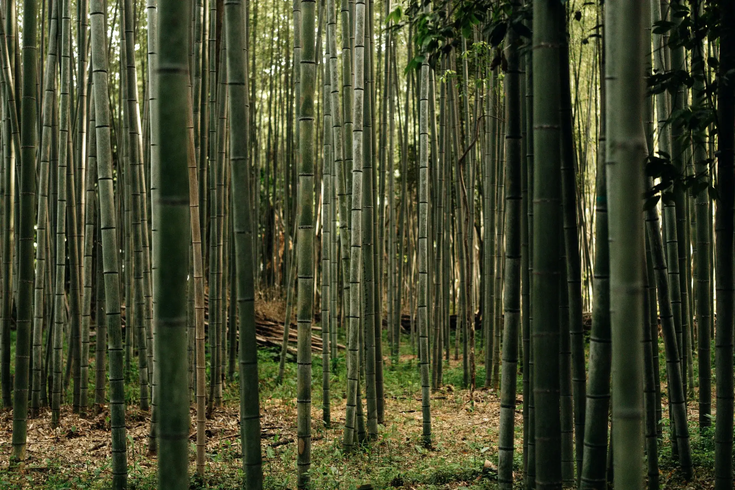 Forêt de bambous et Tenryū-ji