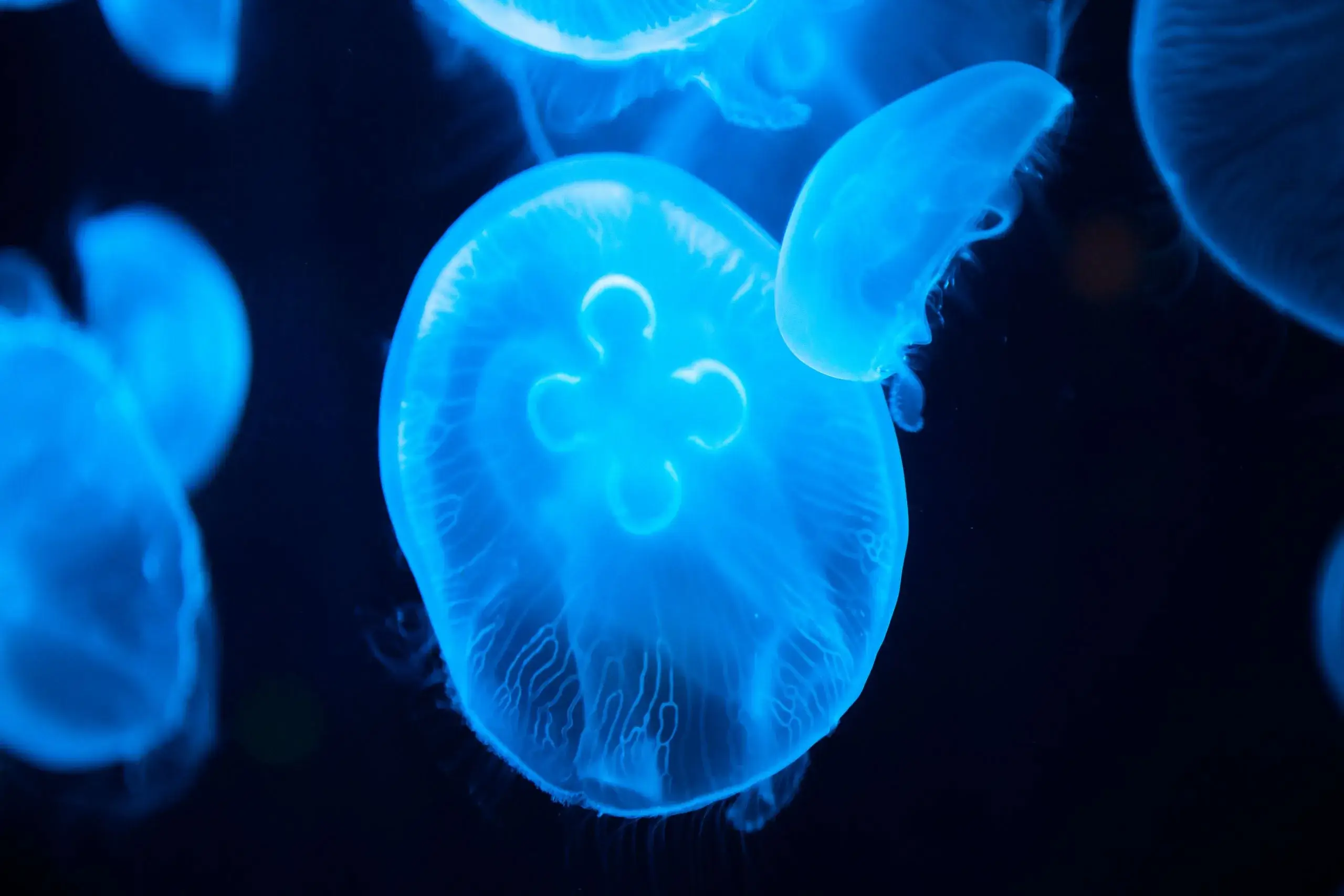 Aquarium Churaumi d'Okinawa