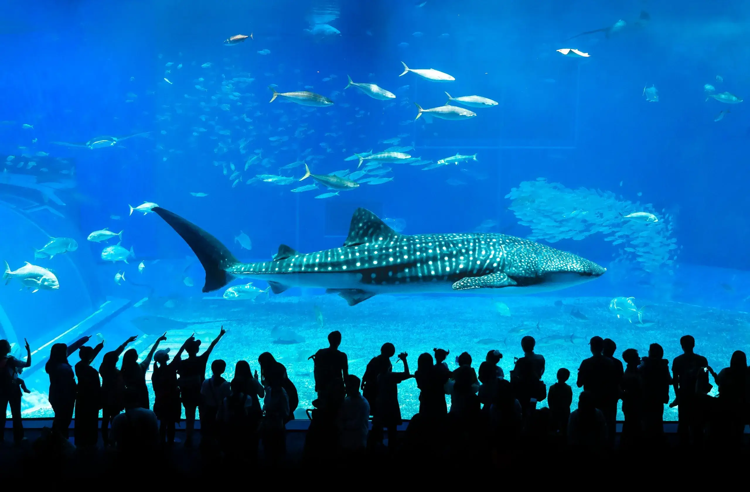 Aquarium Churaumi et côte nord