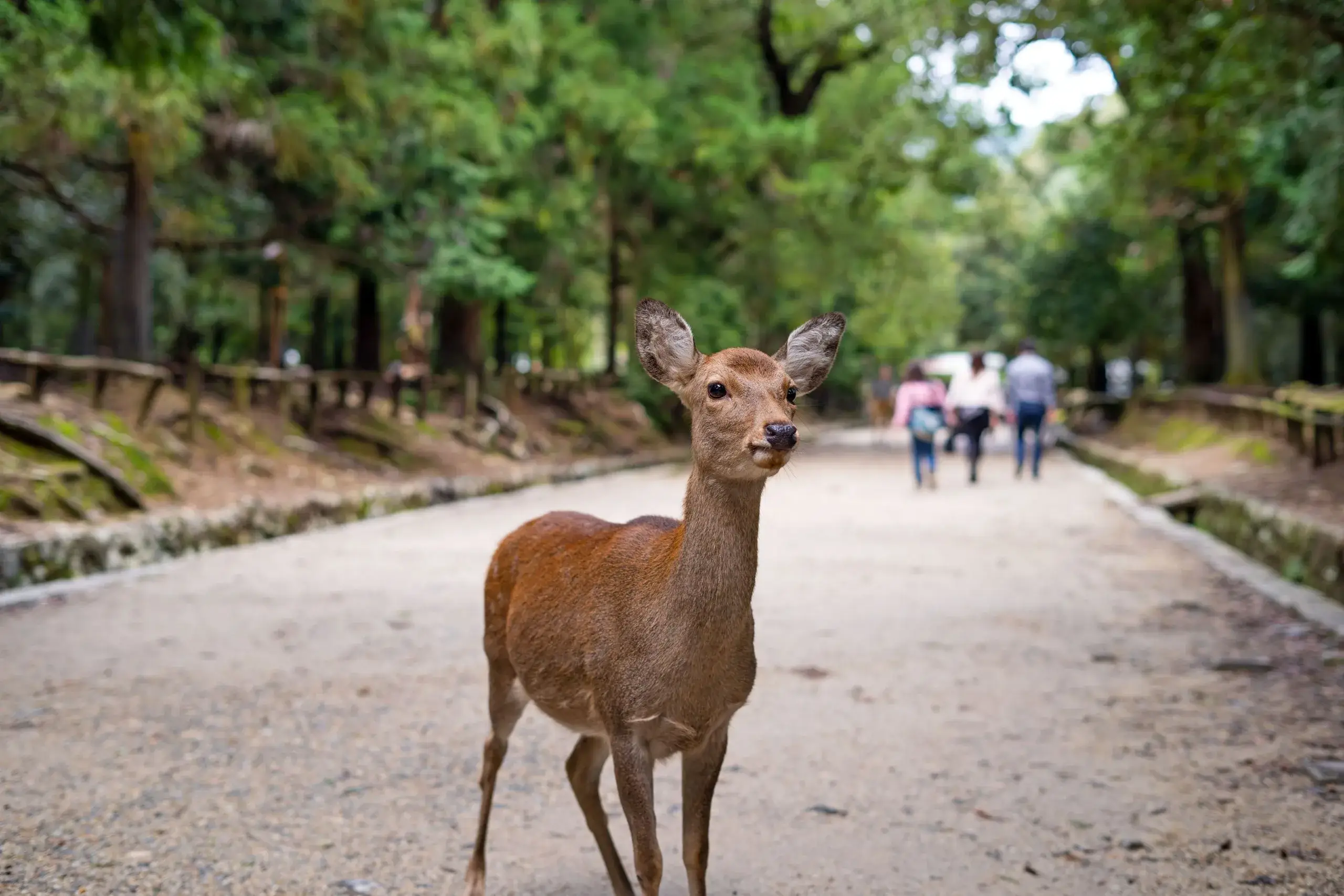 Un cerf sur une allée bordée d'arbres dans le parc de Nara