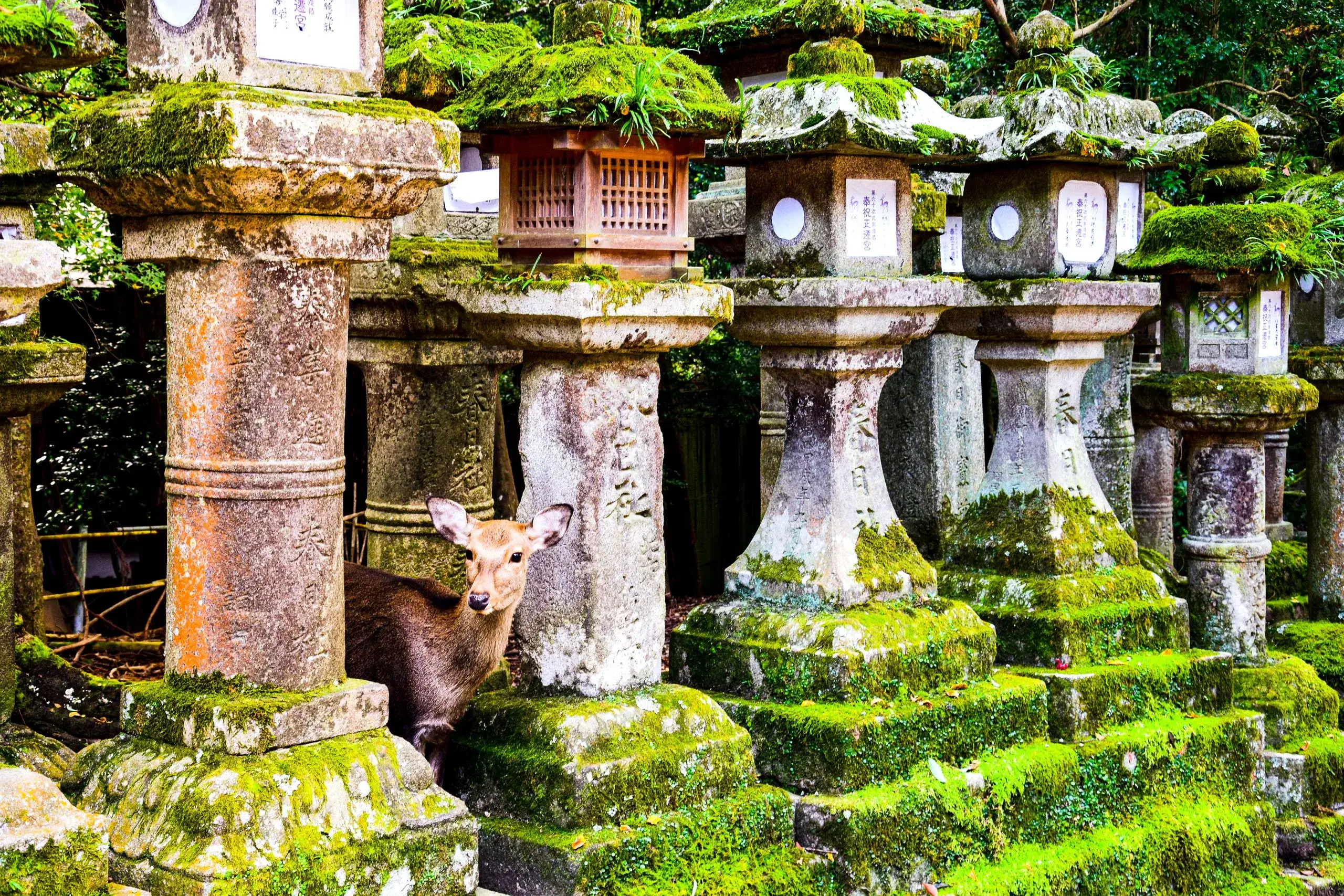 Sanctuaire Kasuga Taisha