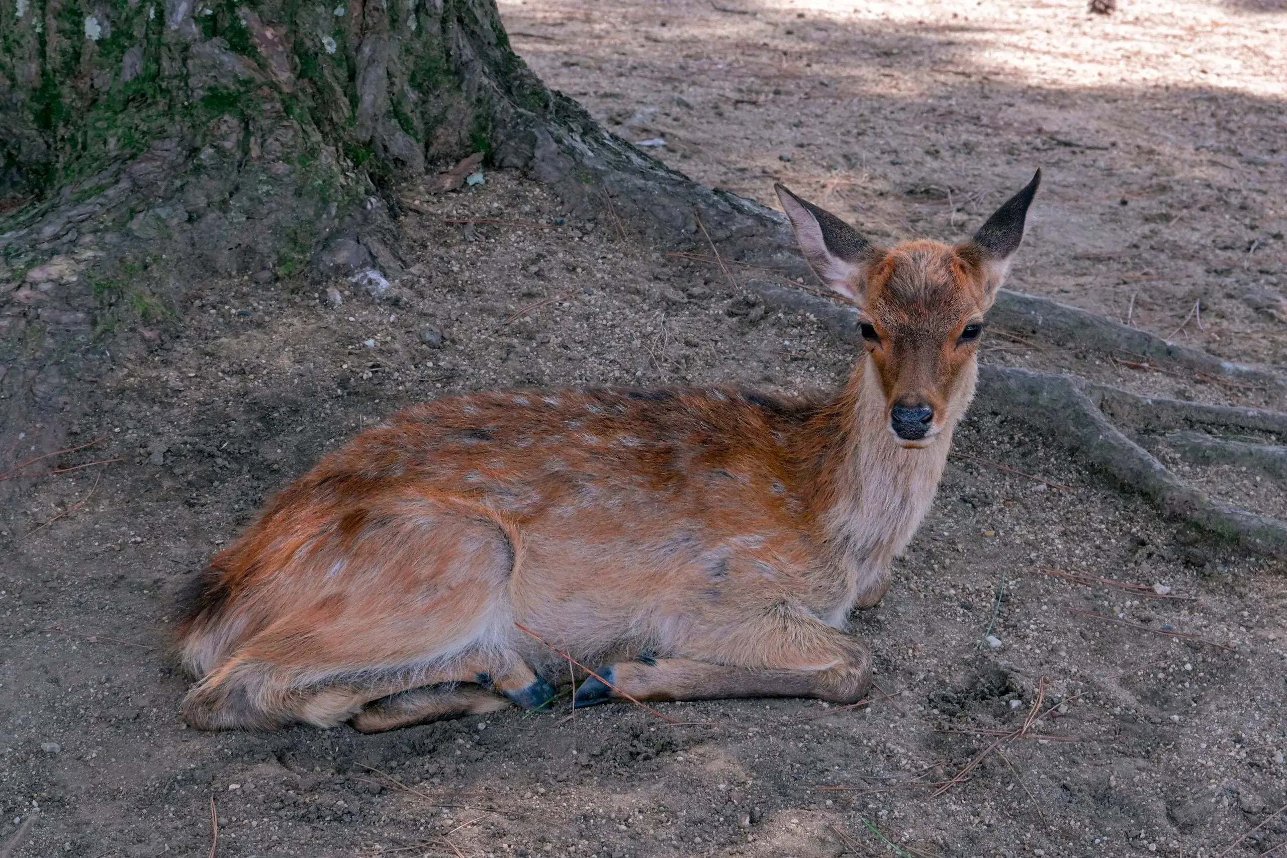 Parc de Nara et ses cerfs