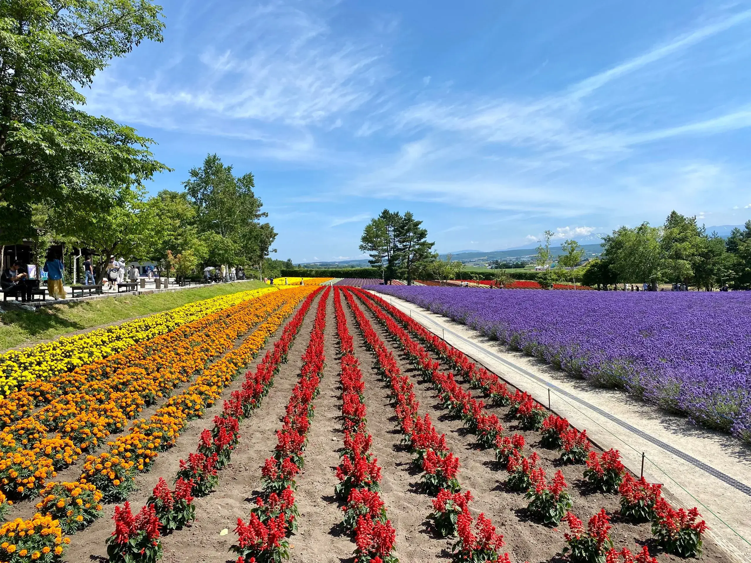 Furano Lavender & Flower Fields