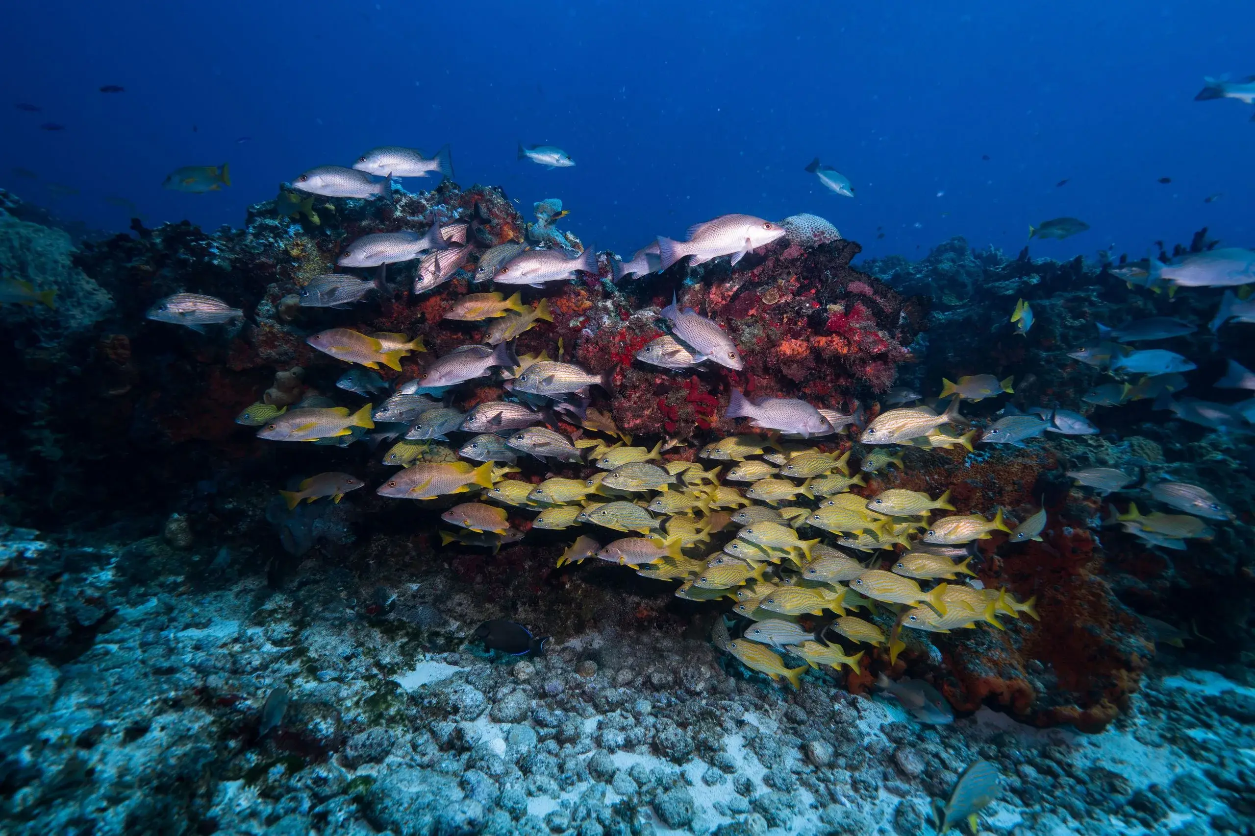 Palancar & Columbia Reef Snorkel