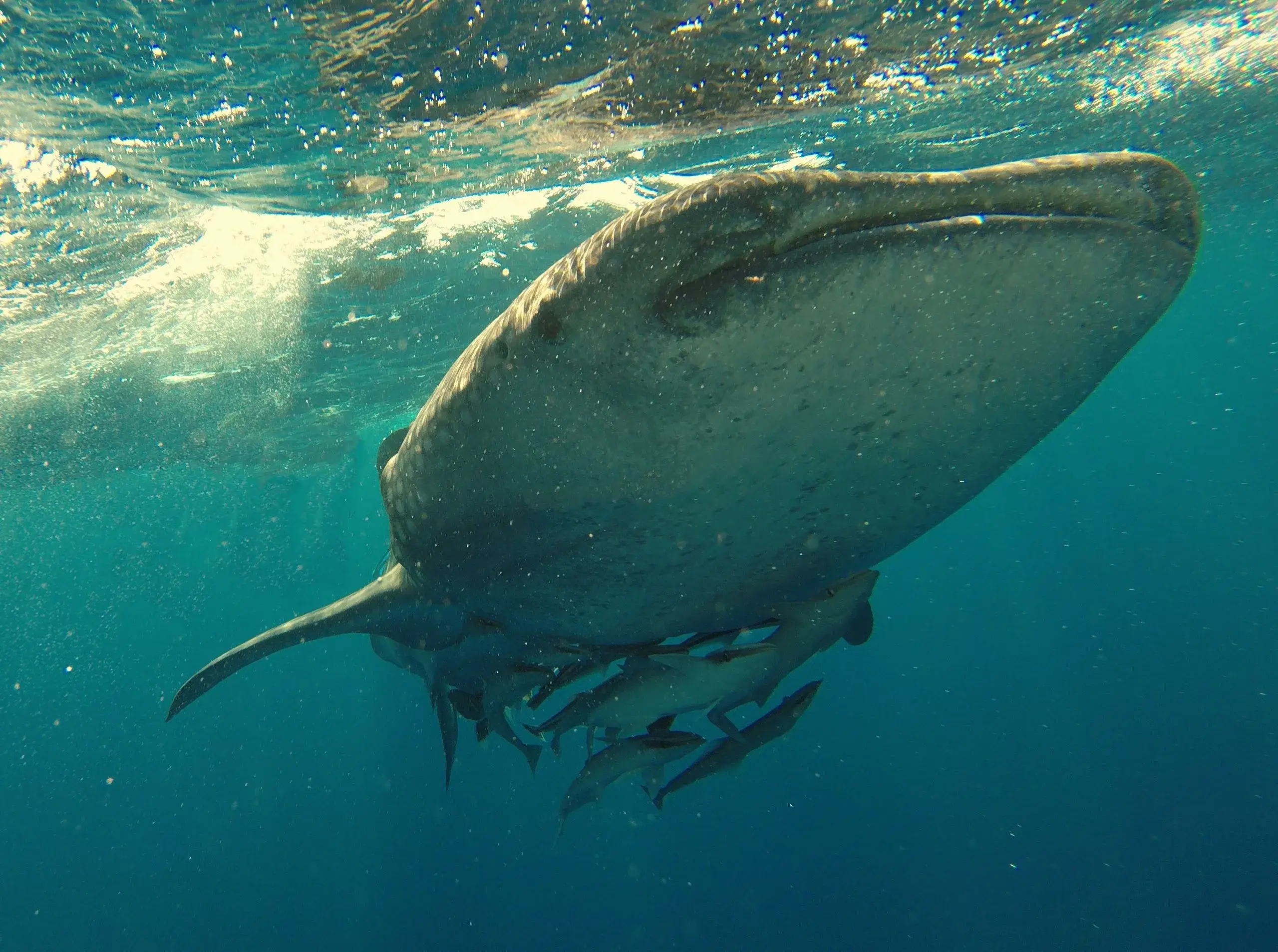 Swim with Whale Sharks