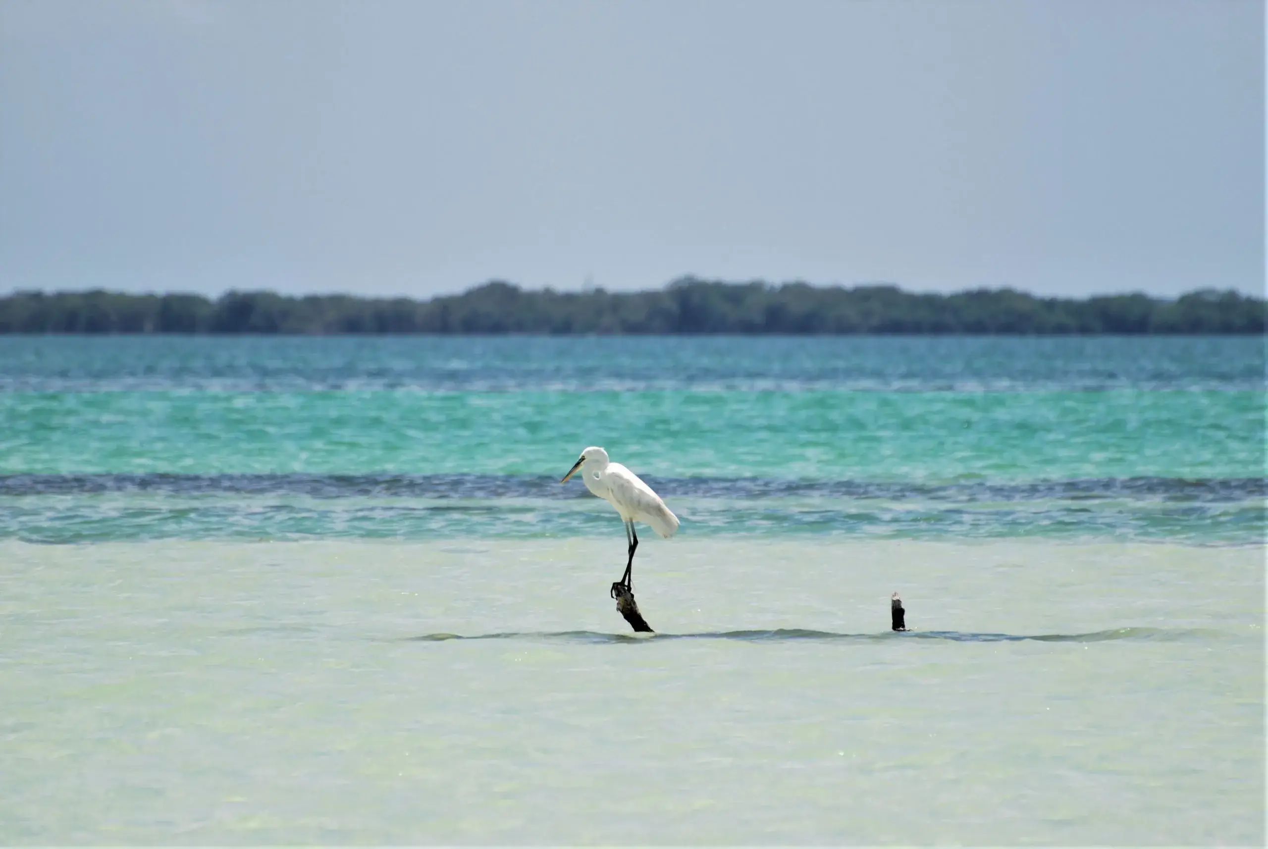 Mangrove Kayak & Bird Reserve